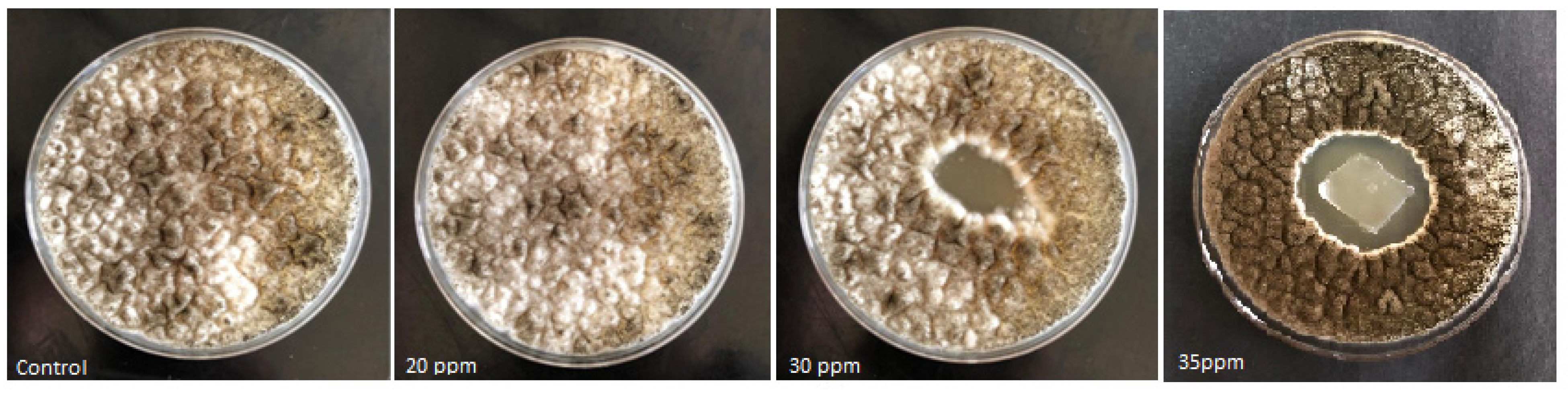 Coatings 12 01204 g003