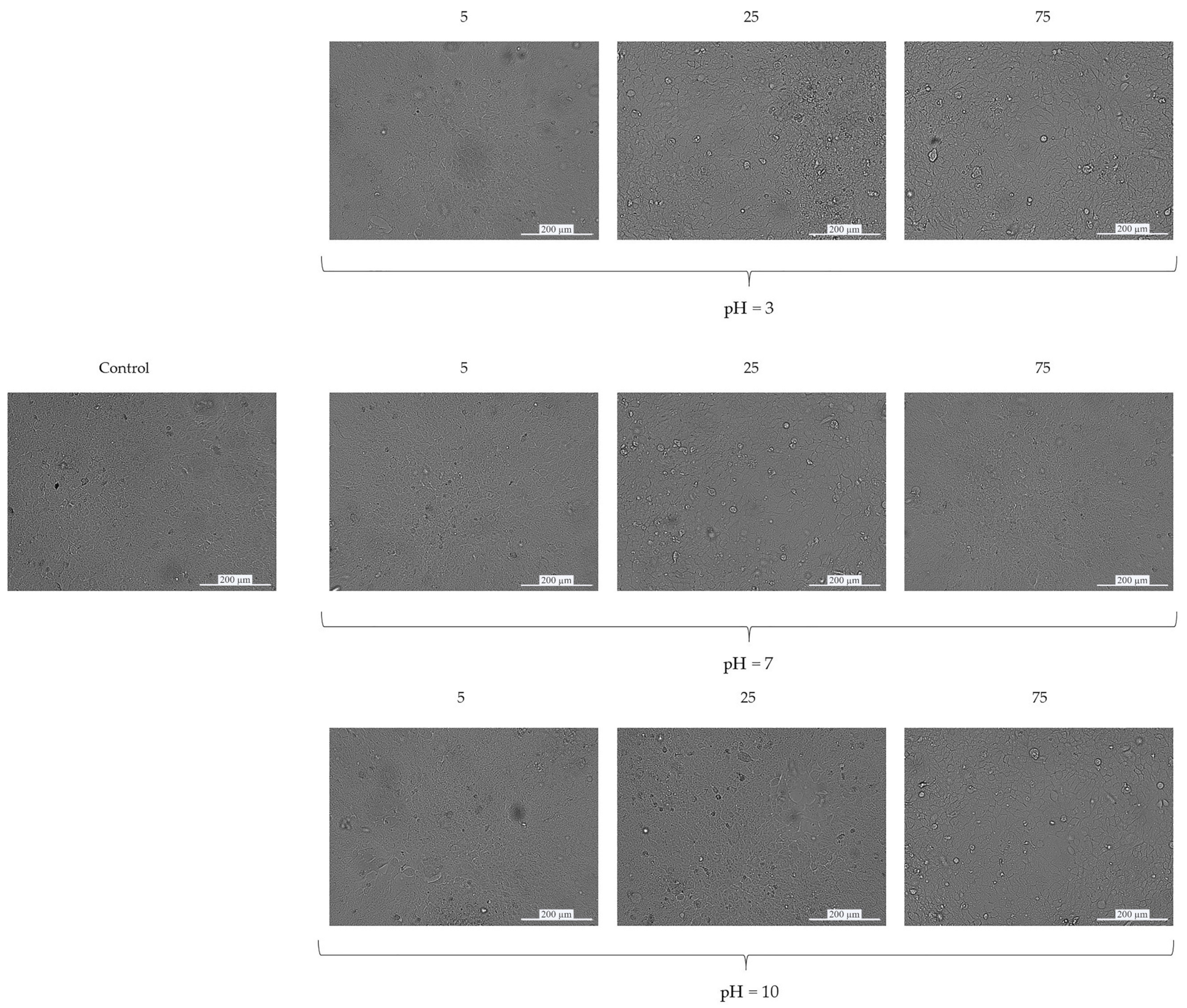 Coatings 12 01212 g003 550