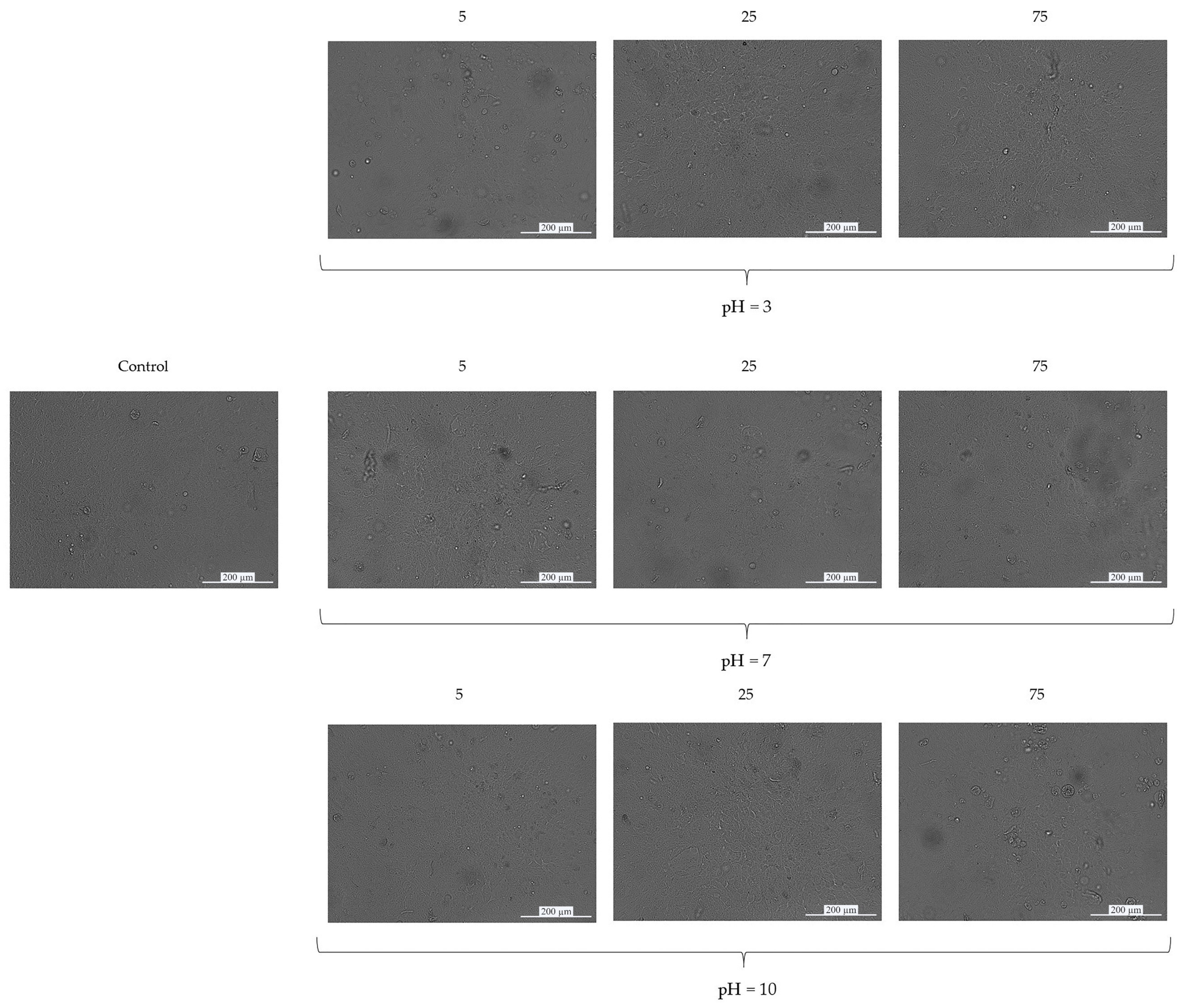 Coatings 12 01212 g004 550