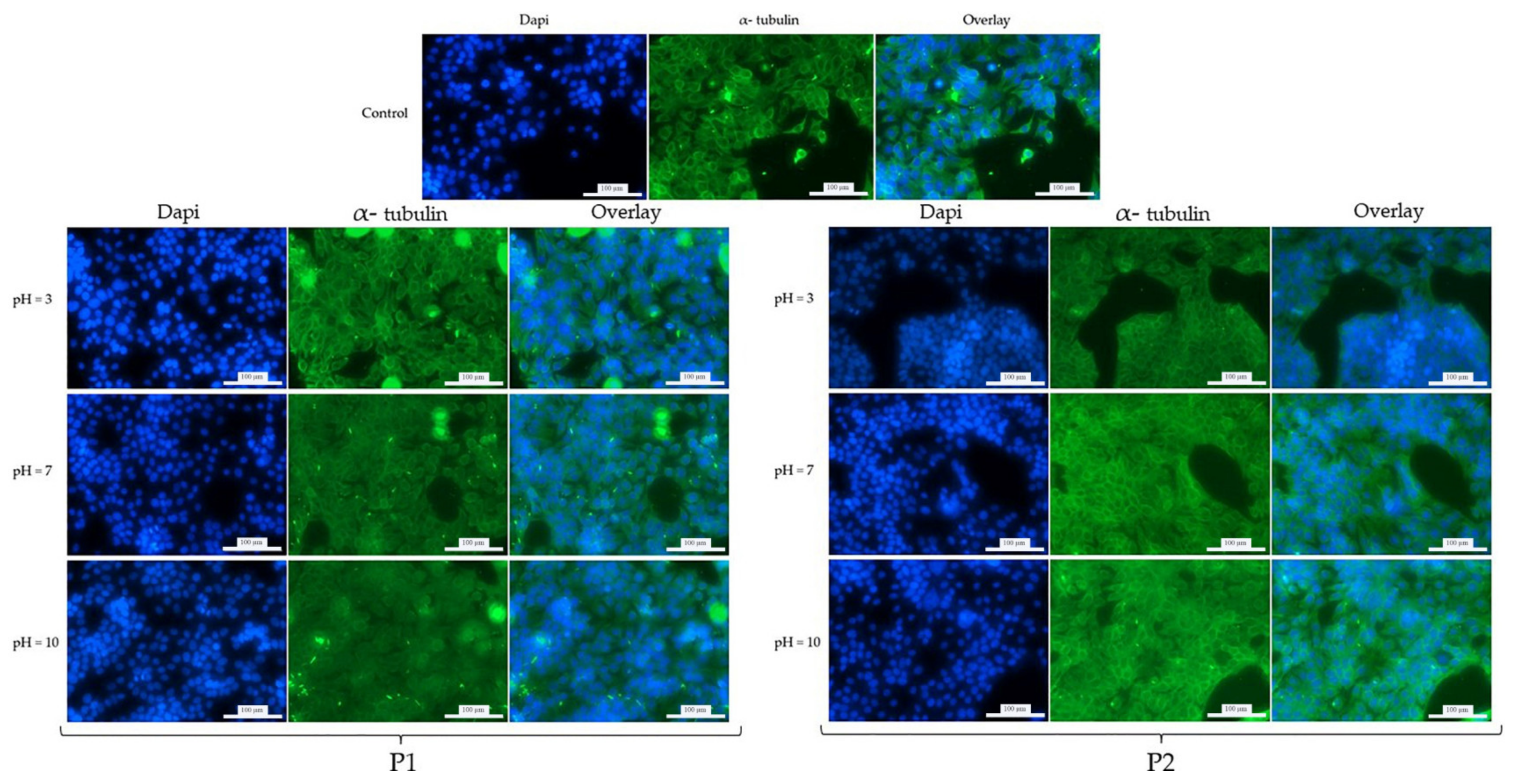 Coatings 12 01212 g007 550