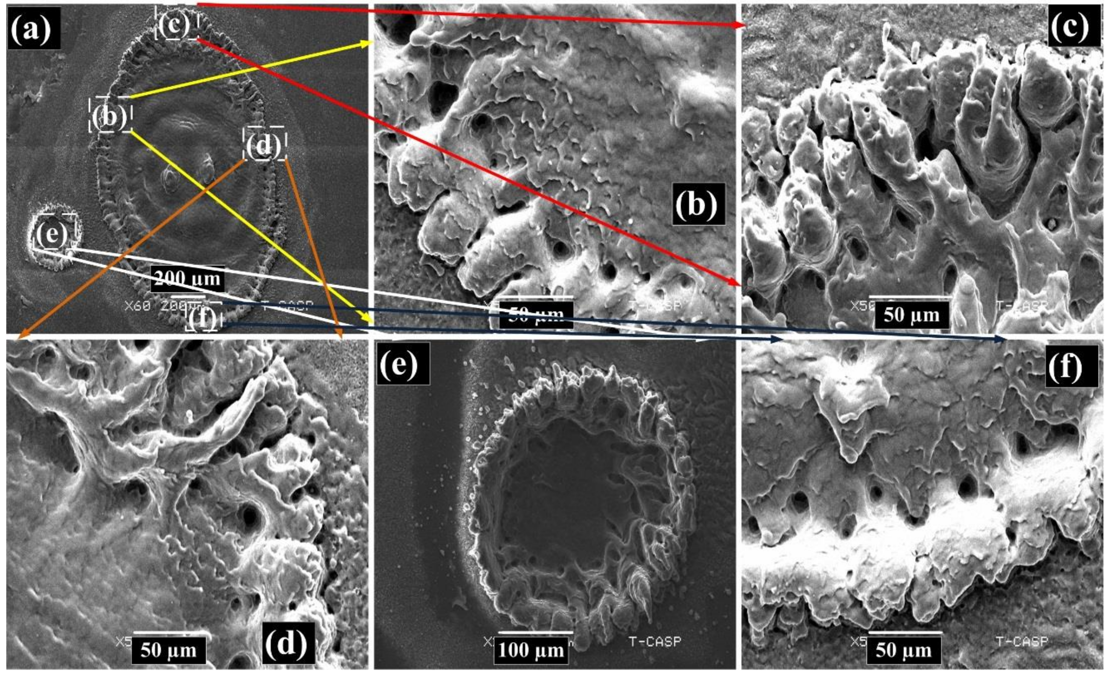 Coatings 12 01316 g012 550