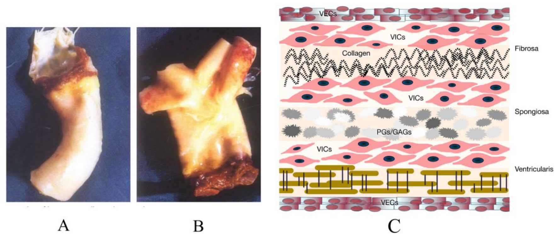 Coatings 12 01322 g001 Coatings 12 01322 g001