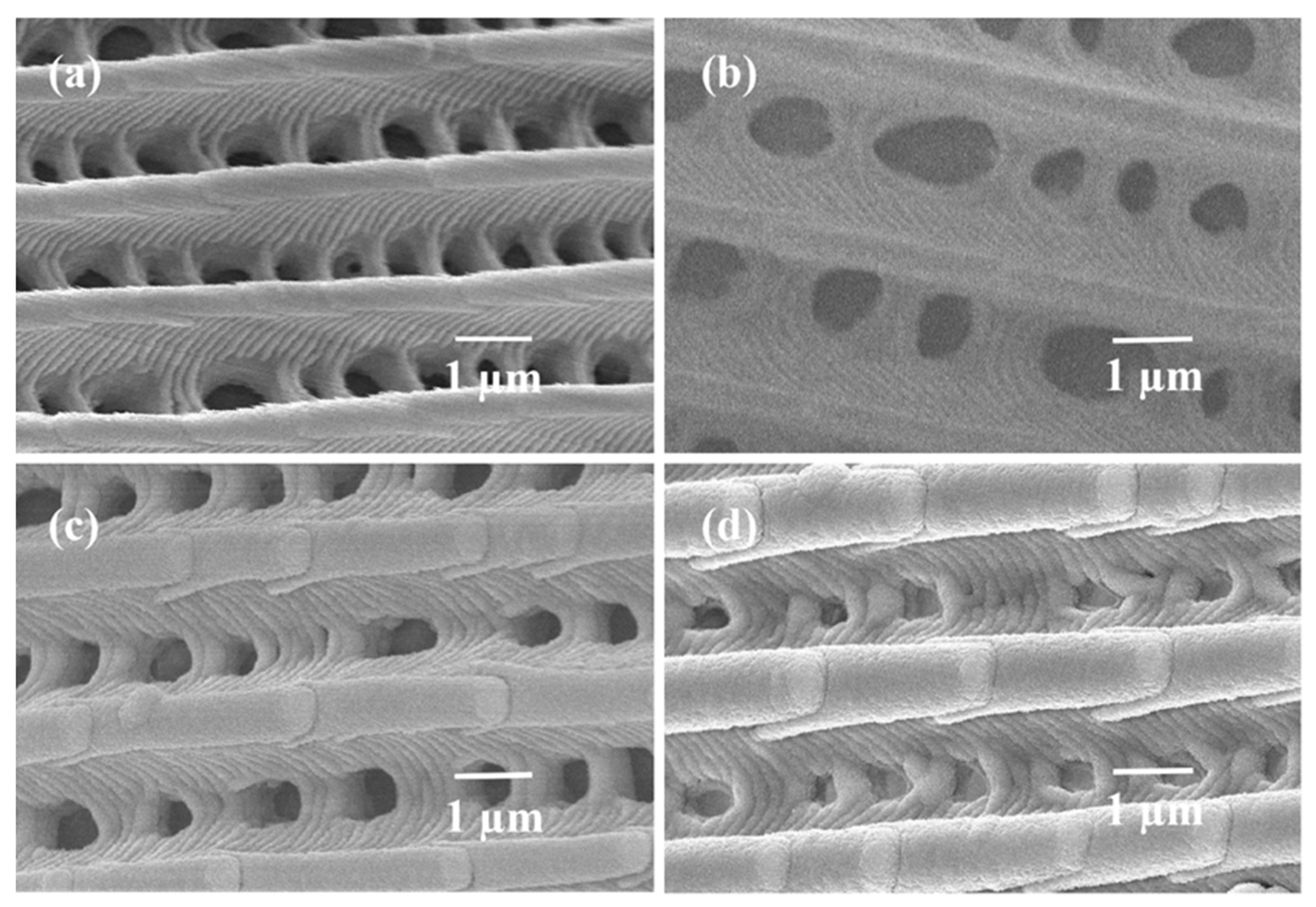 Coatings 12 01457 g003