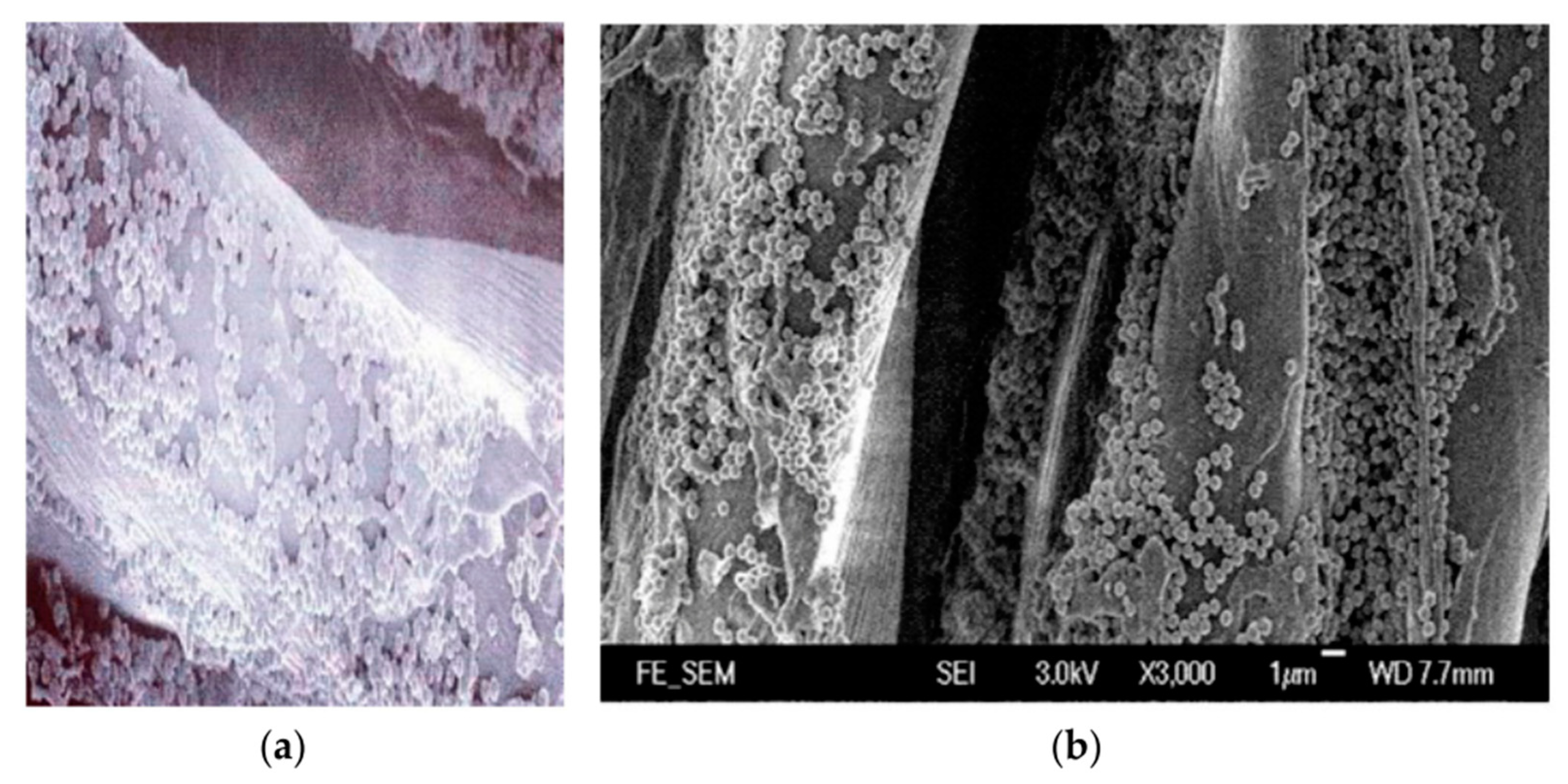 Coatings 12 01459 g013