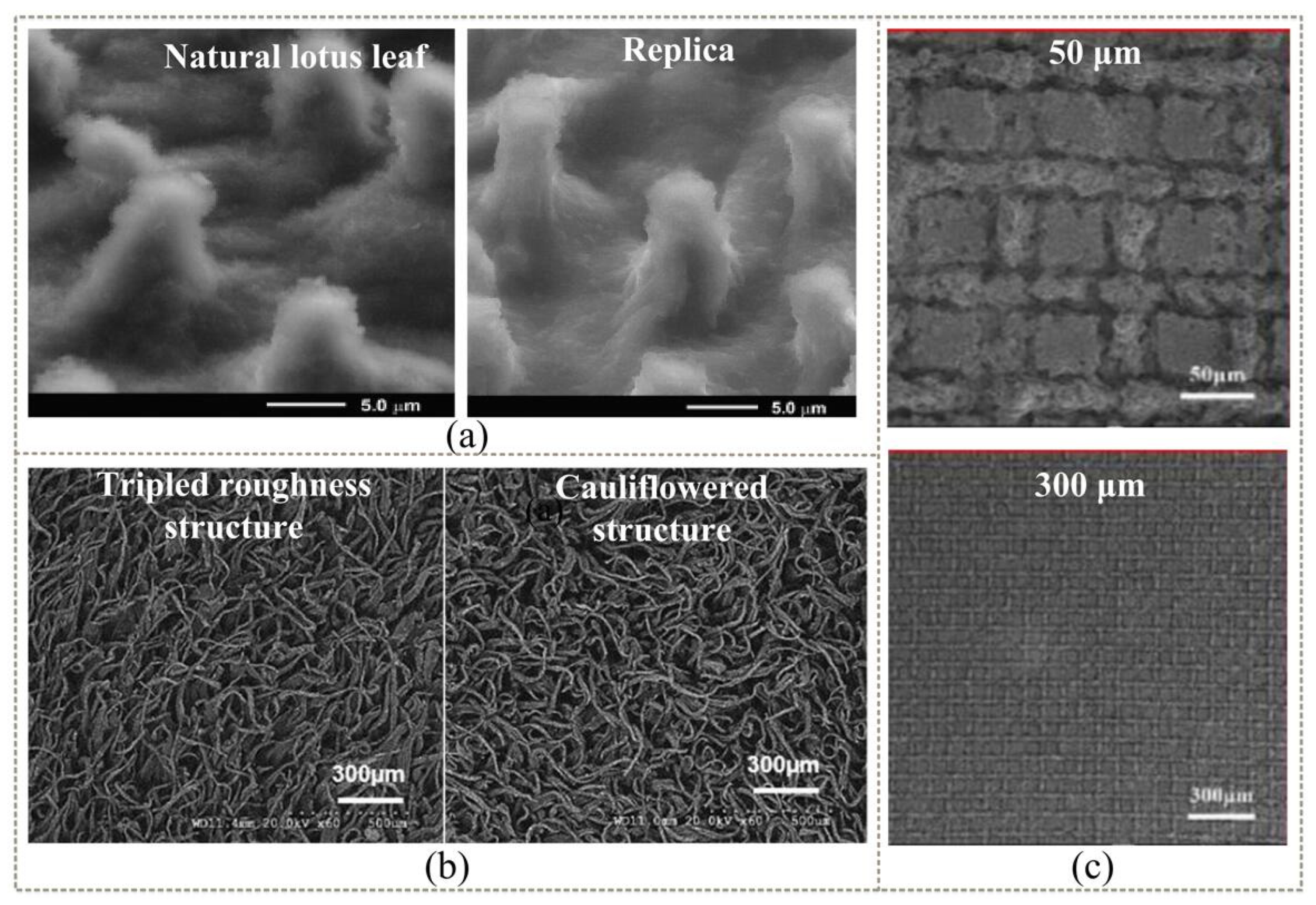 Coatings 12 01469 g003 Coatings 12 01469 g003
