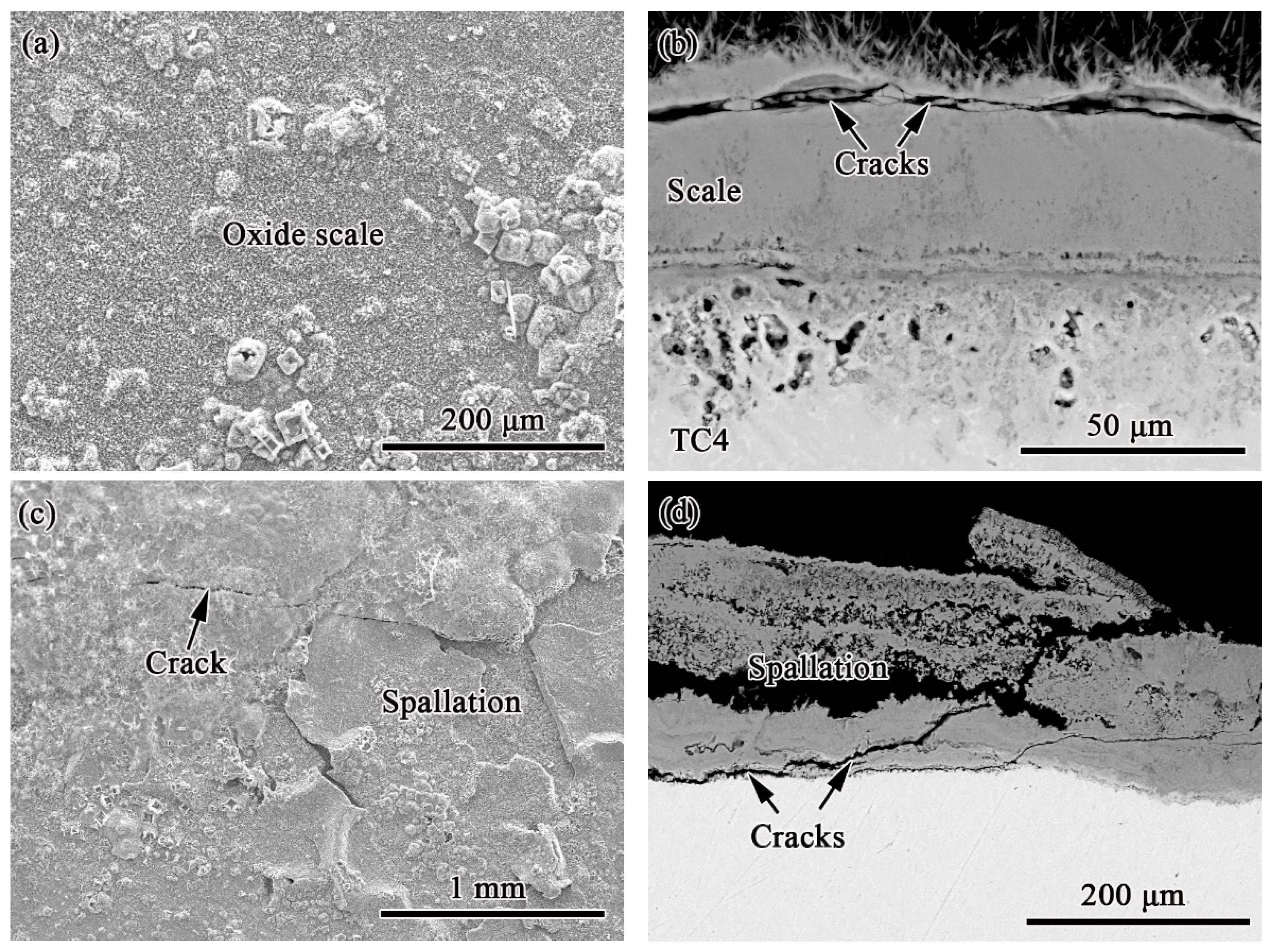 Coatings 12 01503 g005 Coatings 12 01503 g005