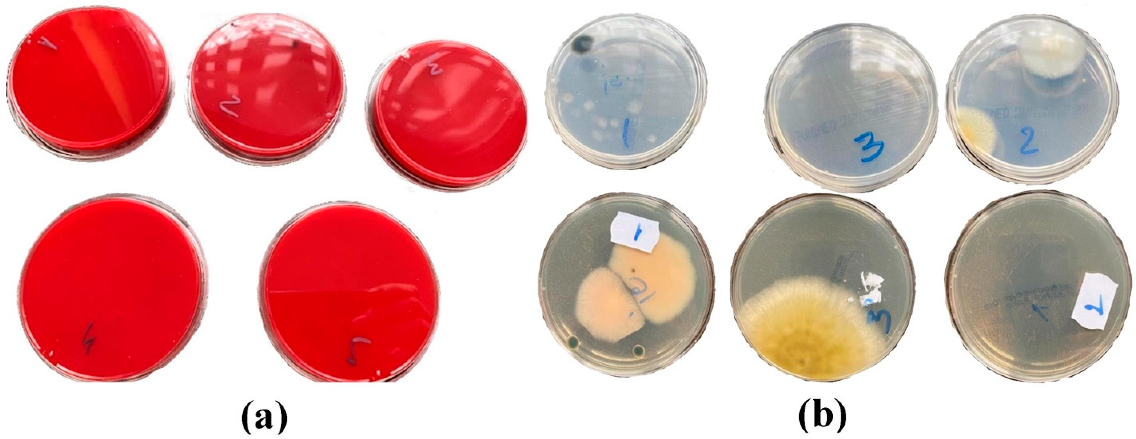 Coatings 12 01688 g003