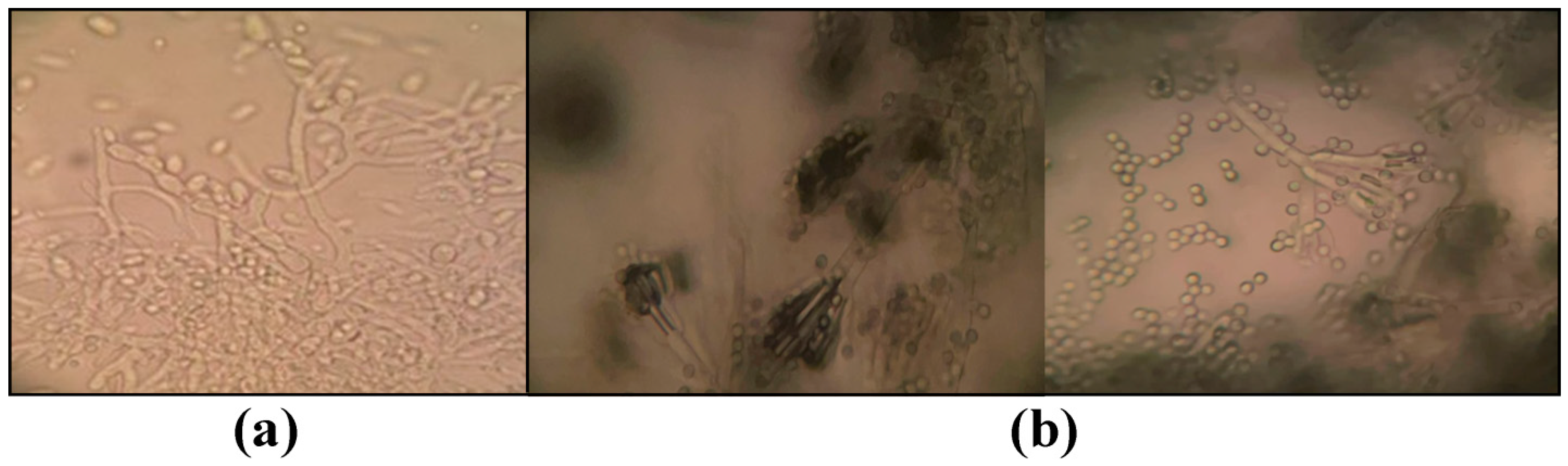 Coatings 12 01688 g004