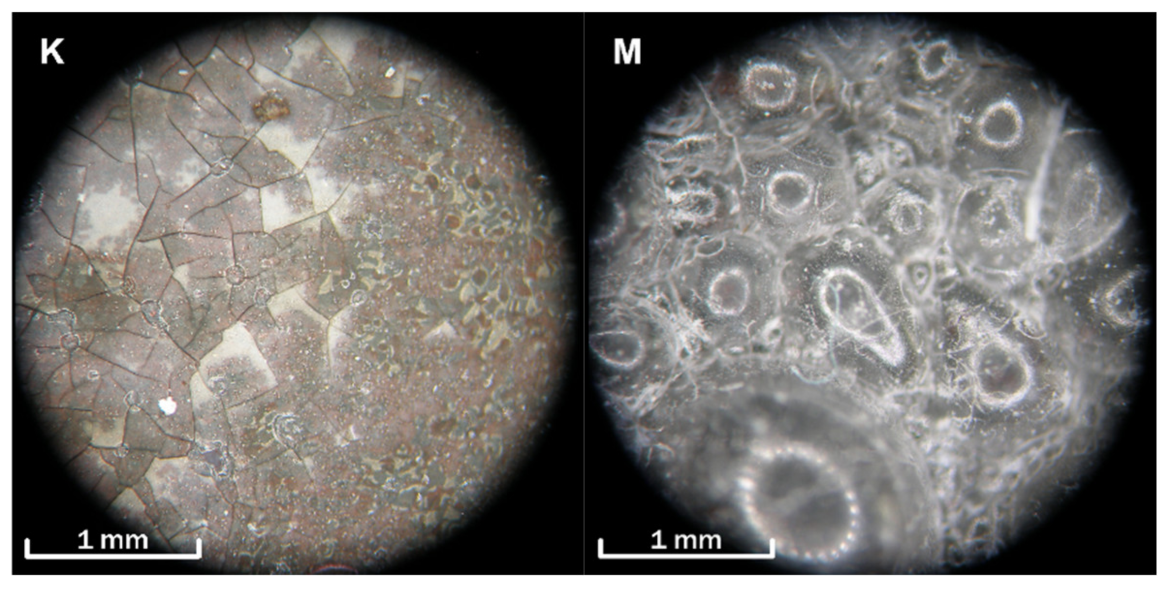 Coatings 12 01695 g002 550