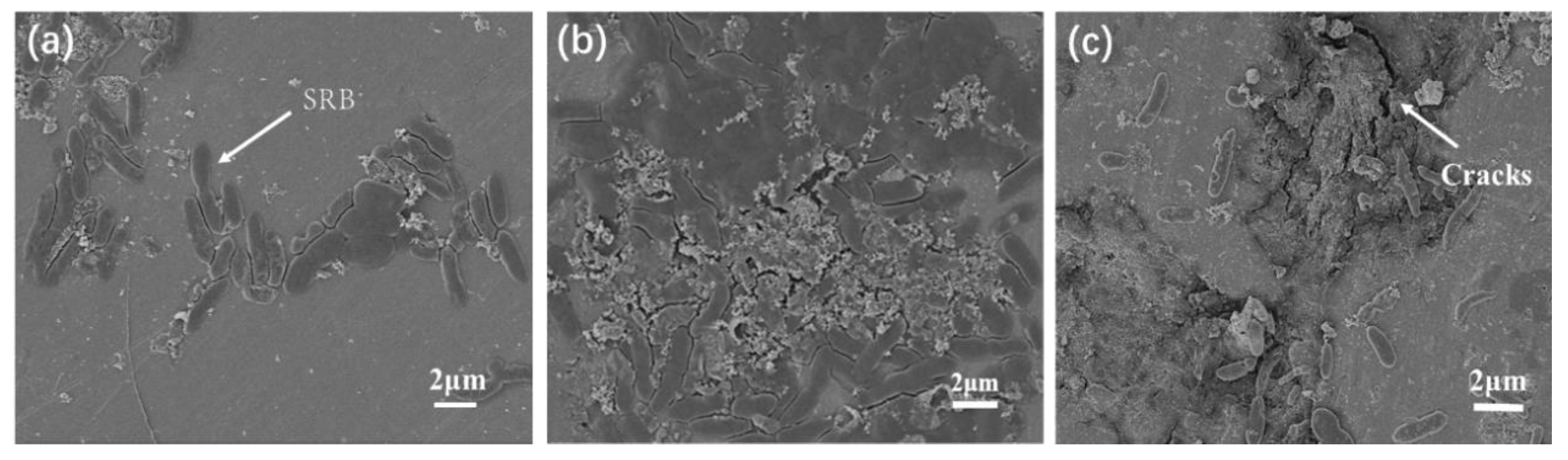 Coatings 12 01763 g008