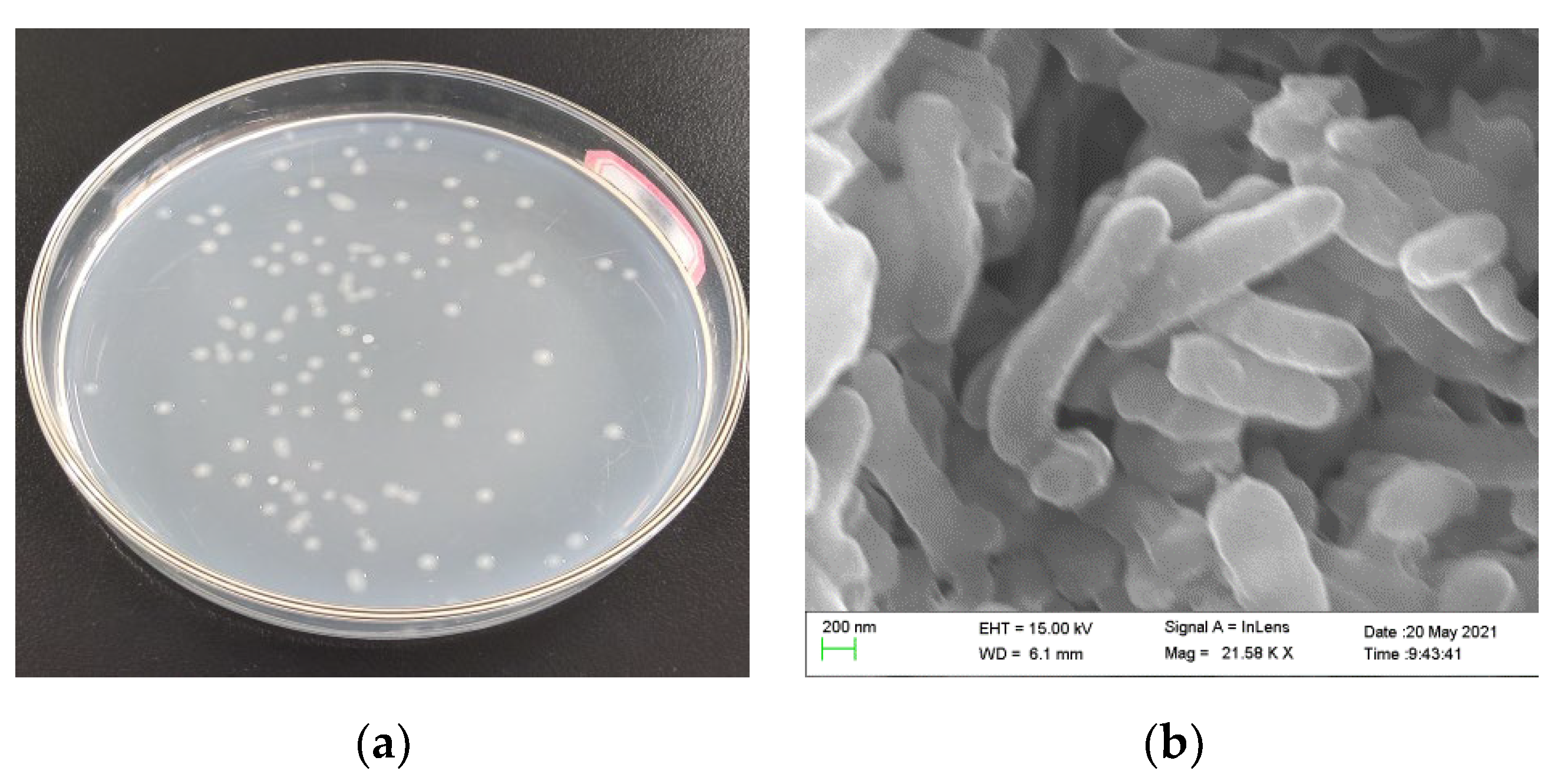 Coatings 12 01786 g001 Coatings 12 01786 g001