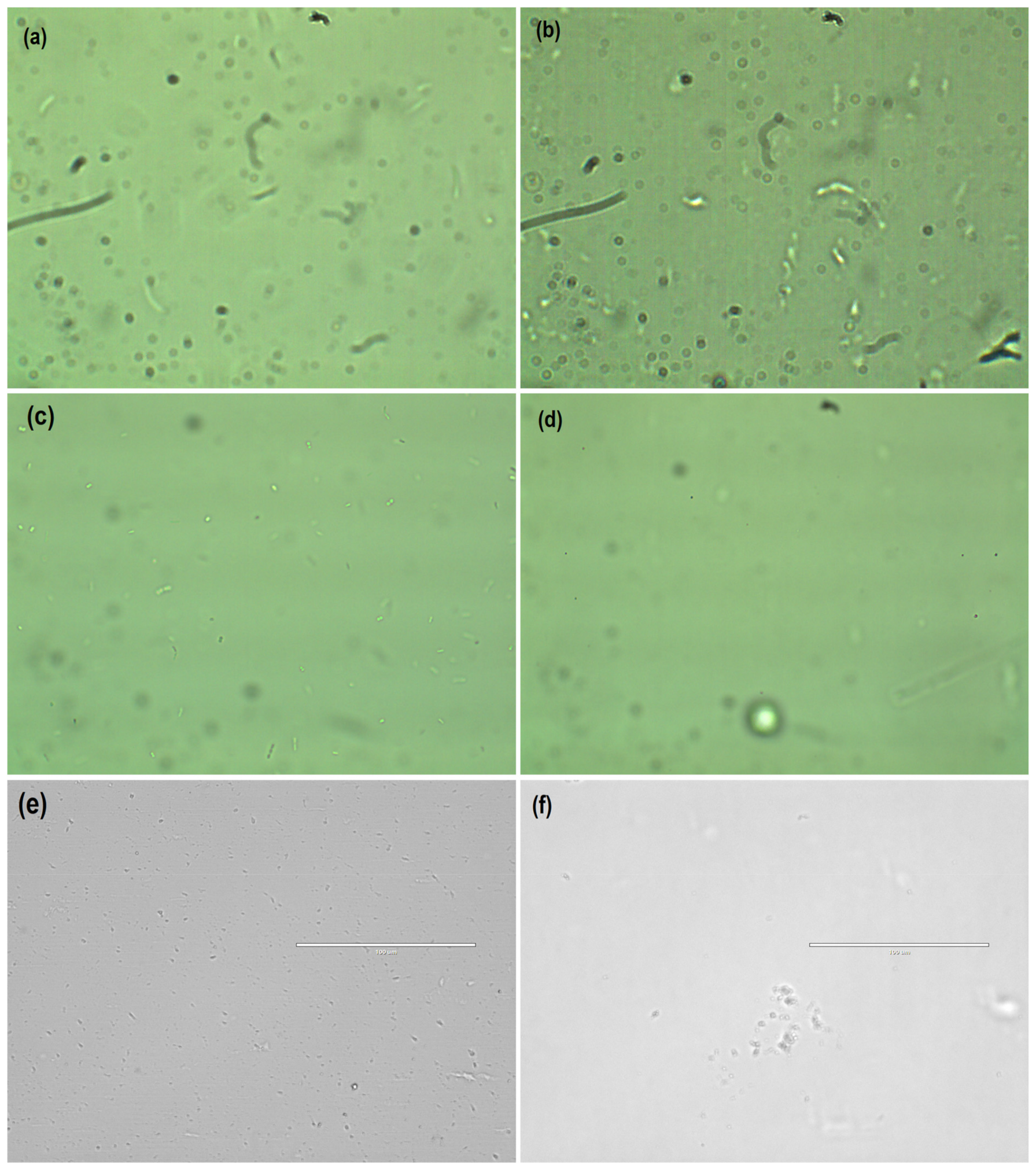 Coatings 12 01794 g009