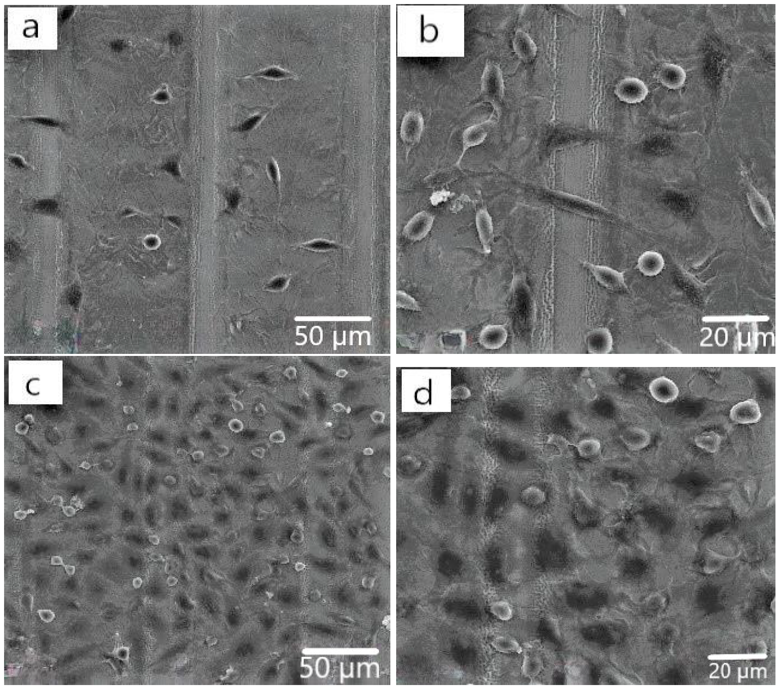 Coatings 12 01821 g009