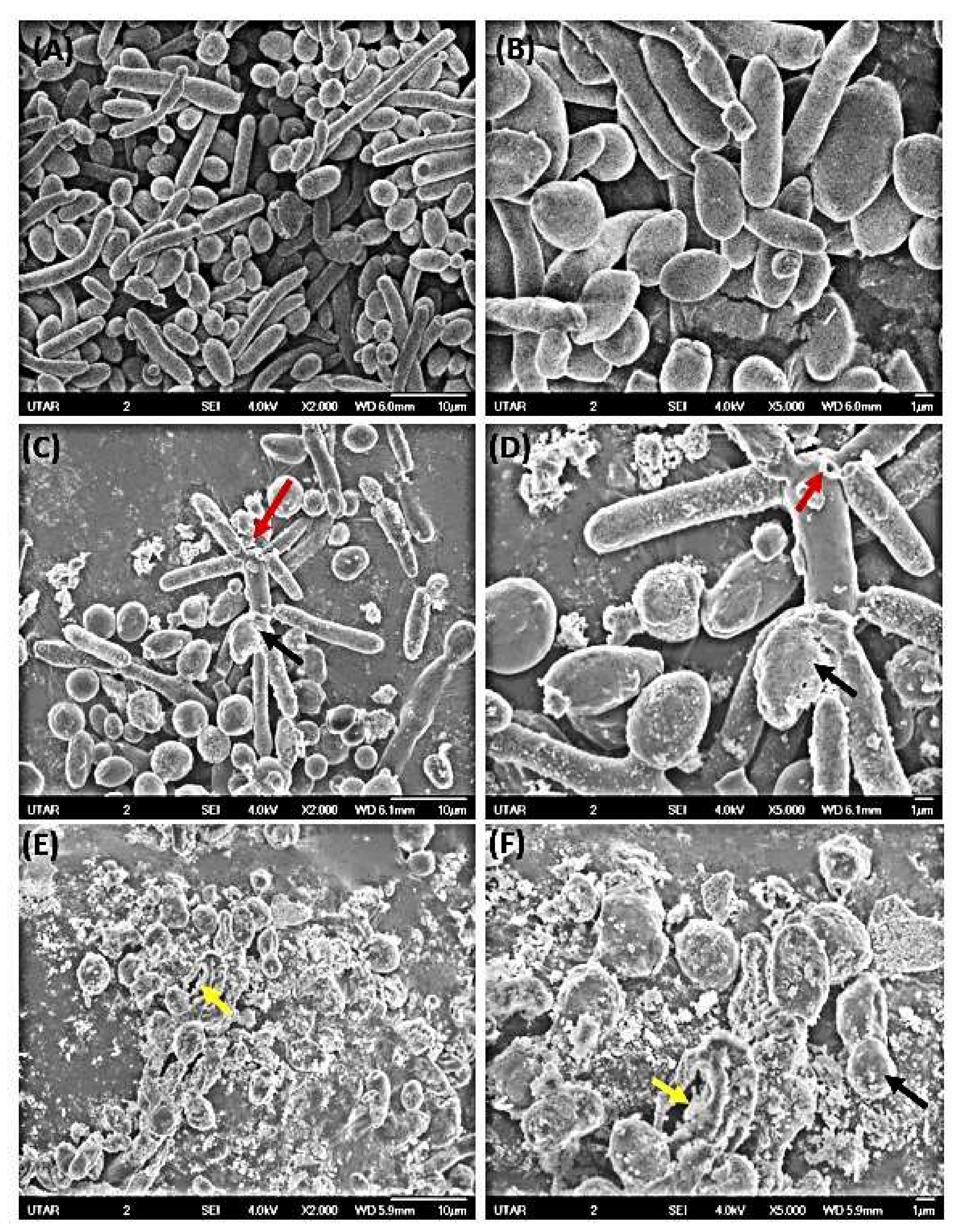 Coatings 12 01864 g008