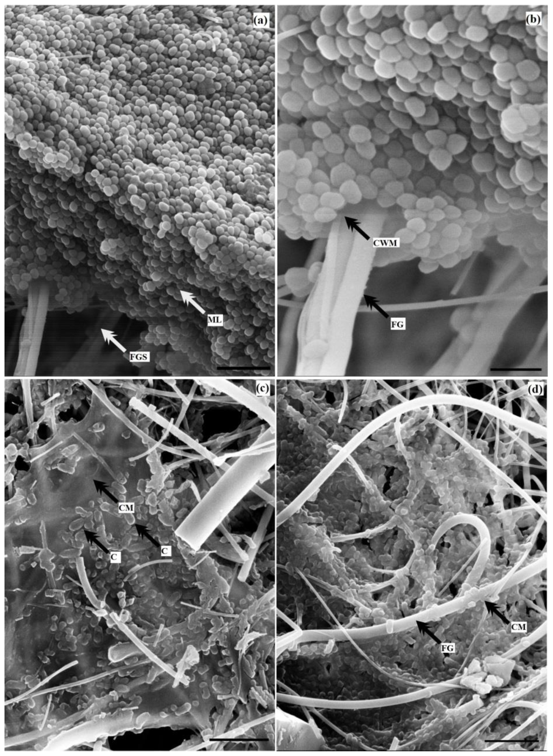 Coatings 12 01913 g007