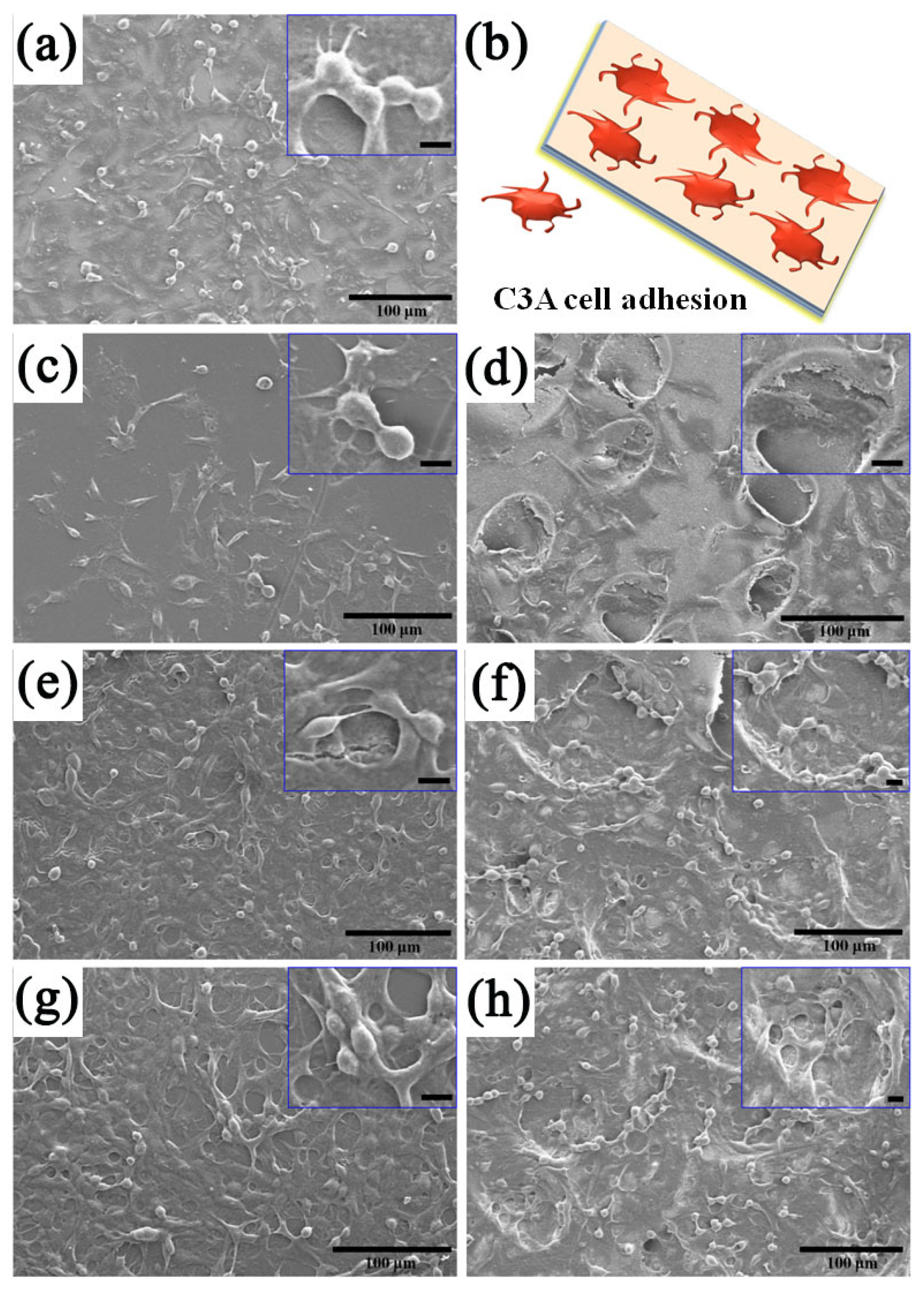Coatings 13 00050 g008 Coatings 13 00050 g008