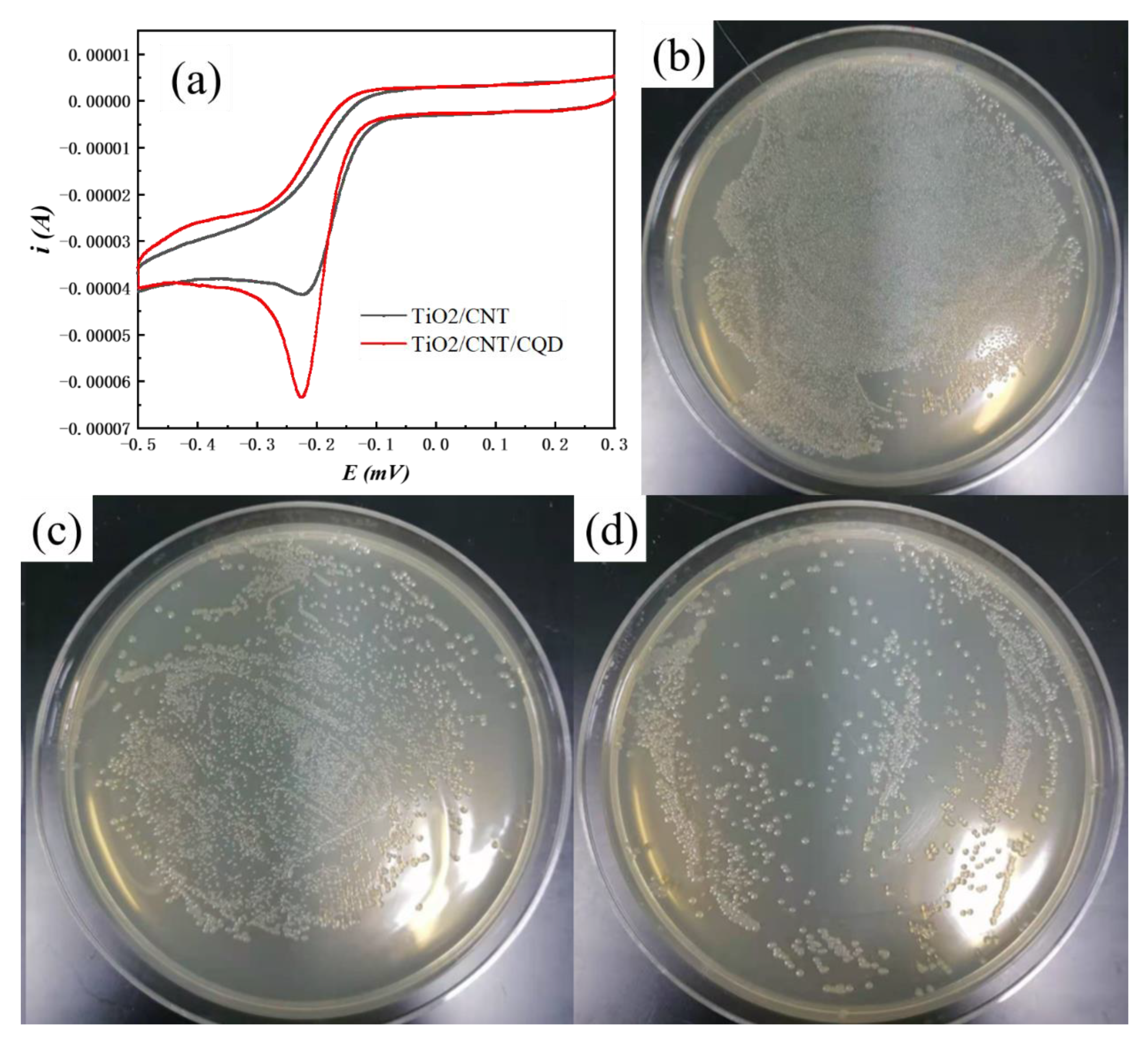 Coatings 13 00145 g005