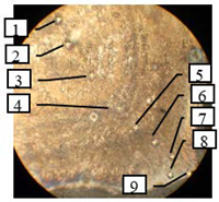 Coatings 13 00177 i002