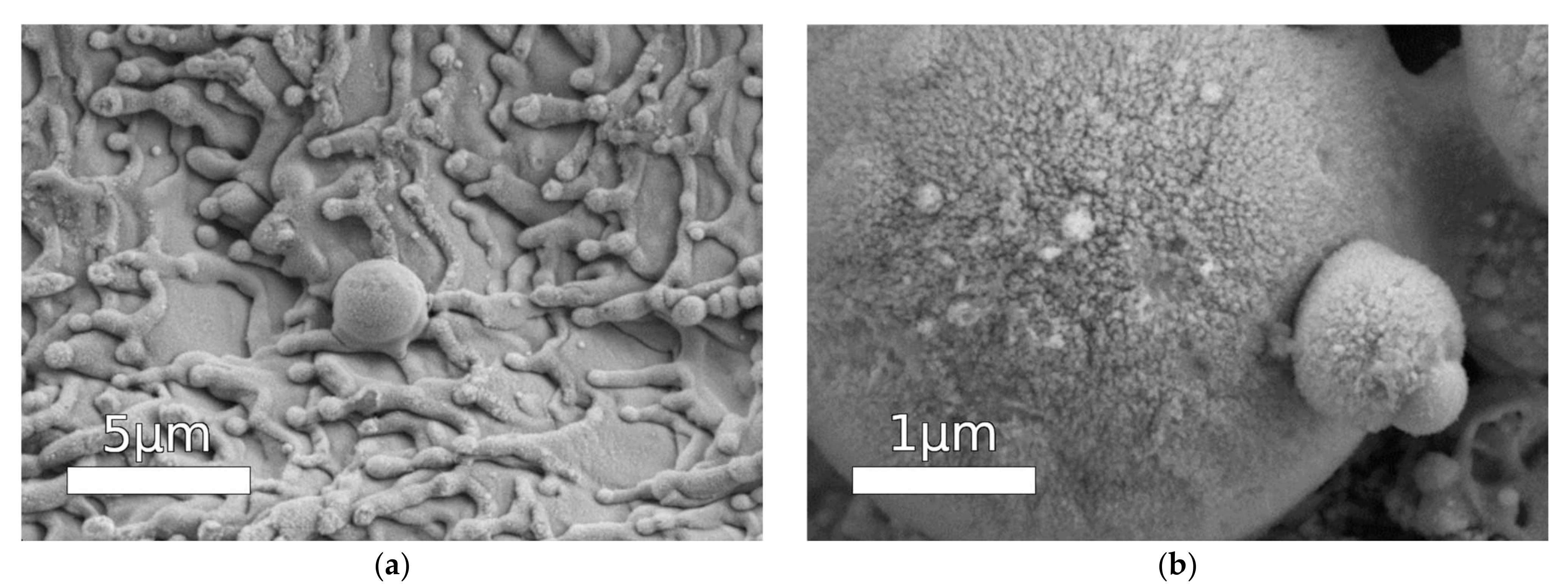 Coatings 13 00194 g002 Coatings 13 00194 g002