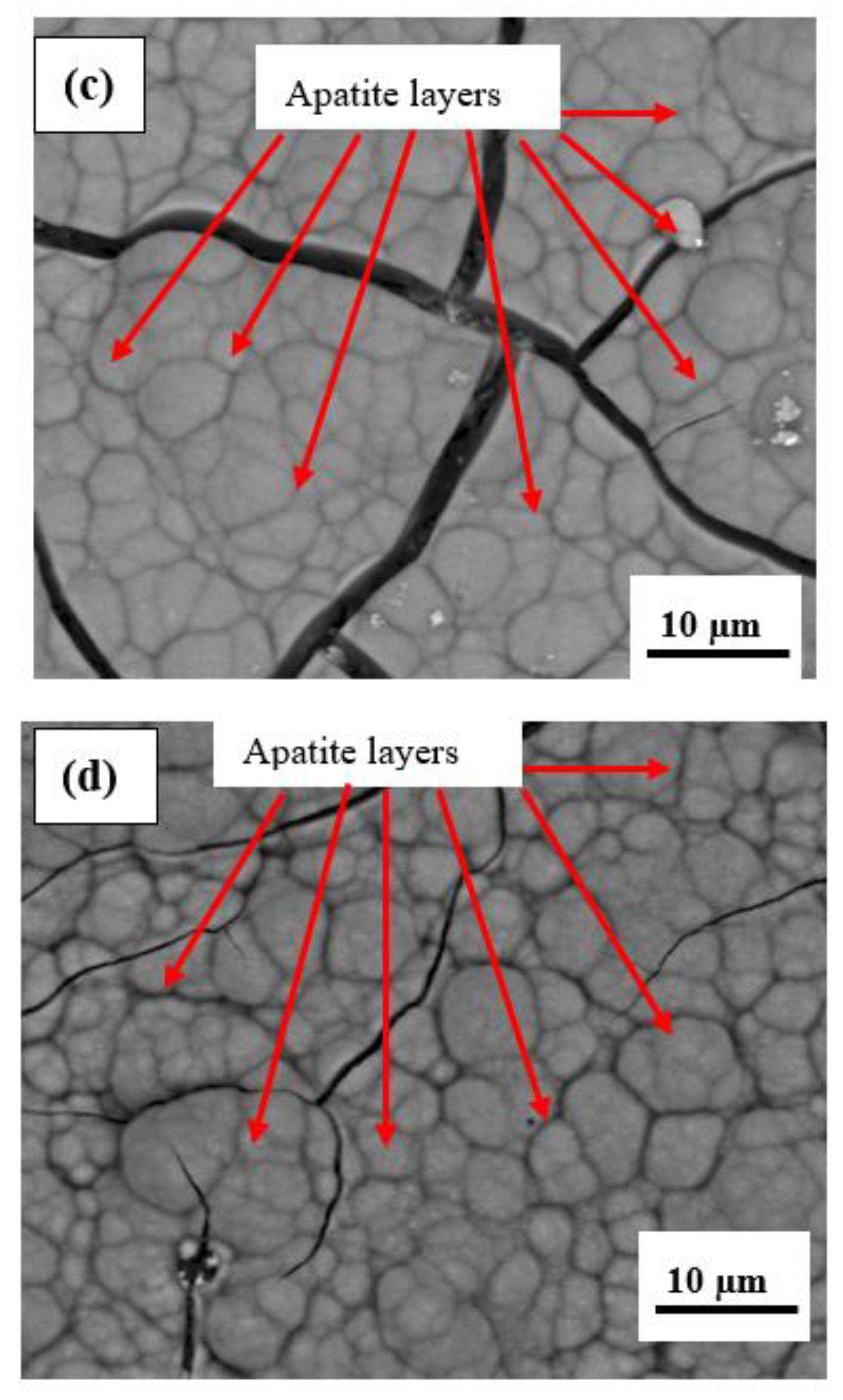 Coatings 13 00199 g010b Coatings 13 00199 g010b