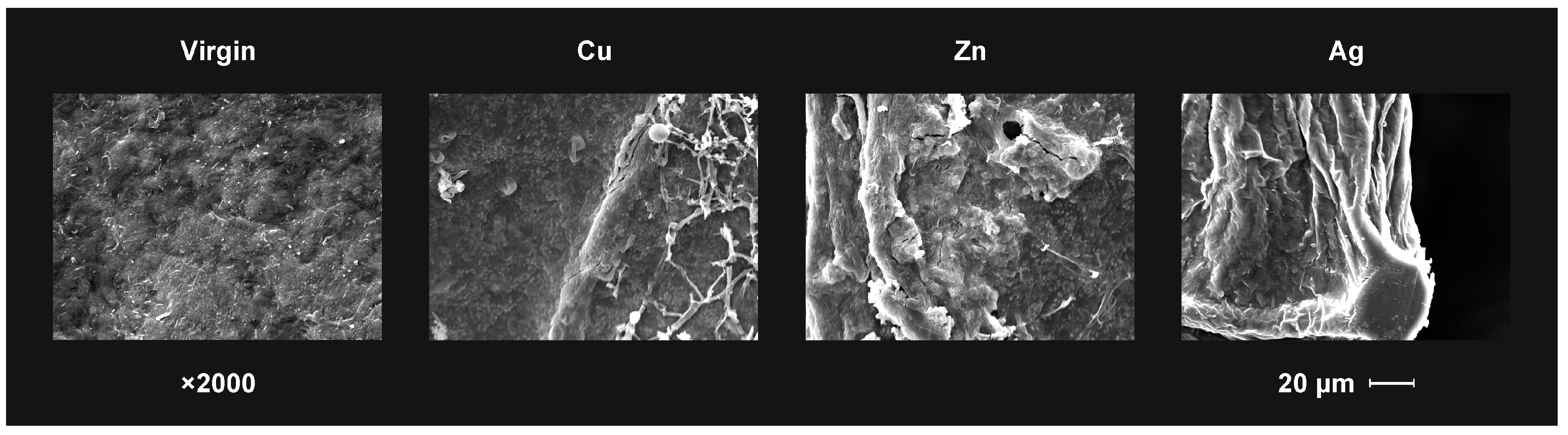 Coatings 13 00254 g005 Coatings 13 00254 g005