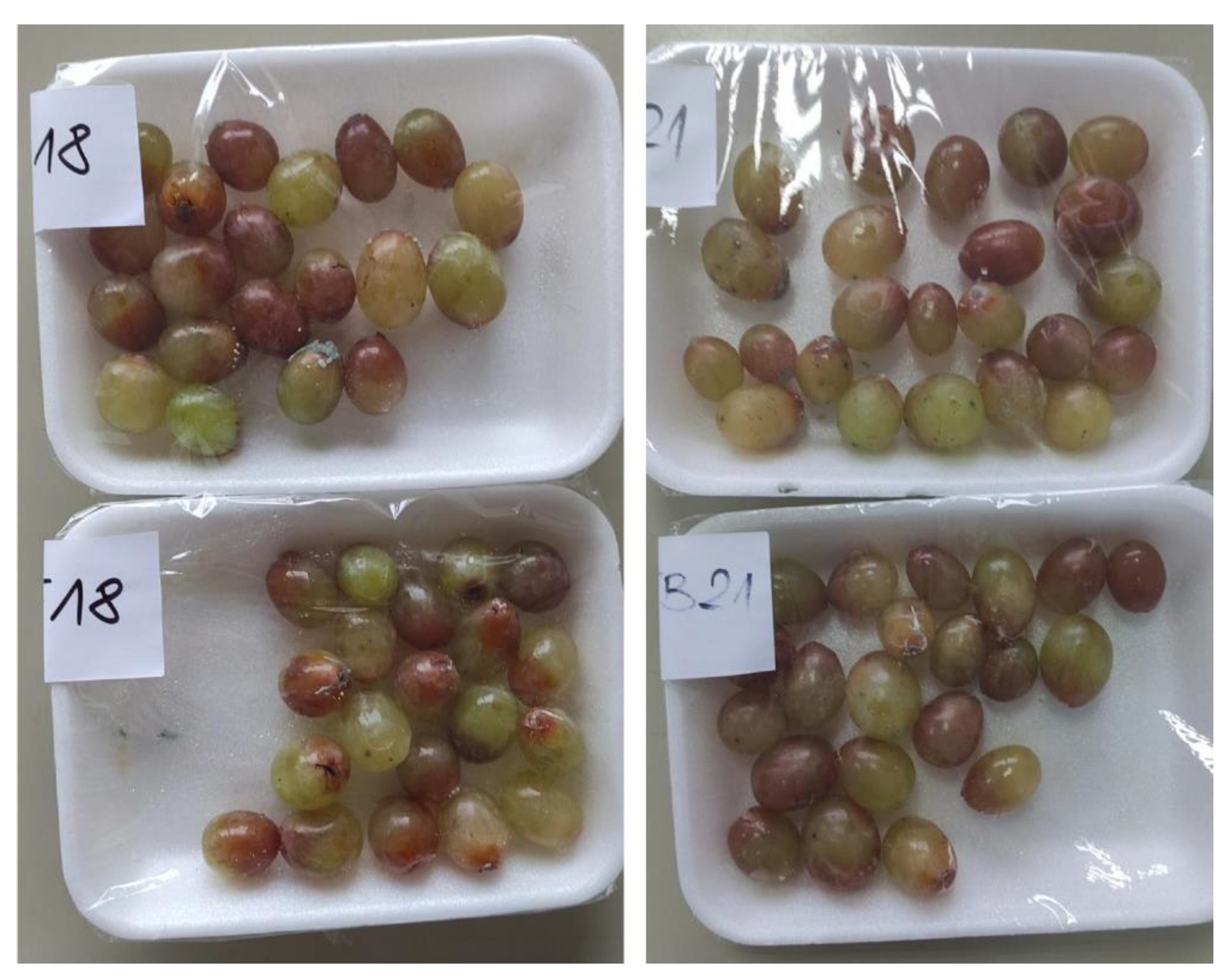 Coatings 13 00299 g002