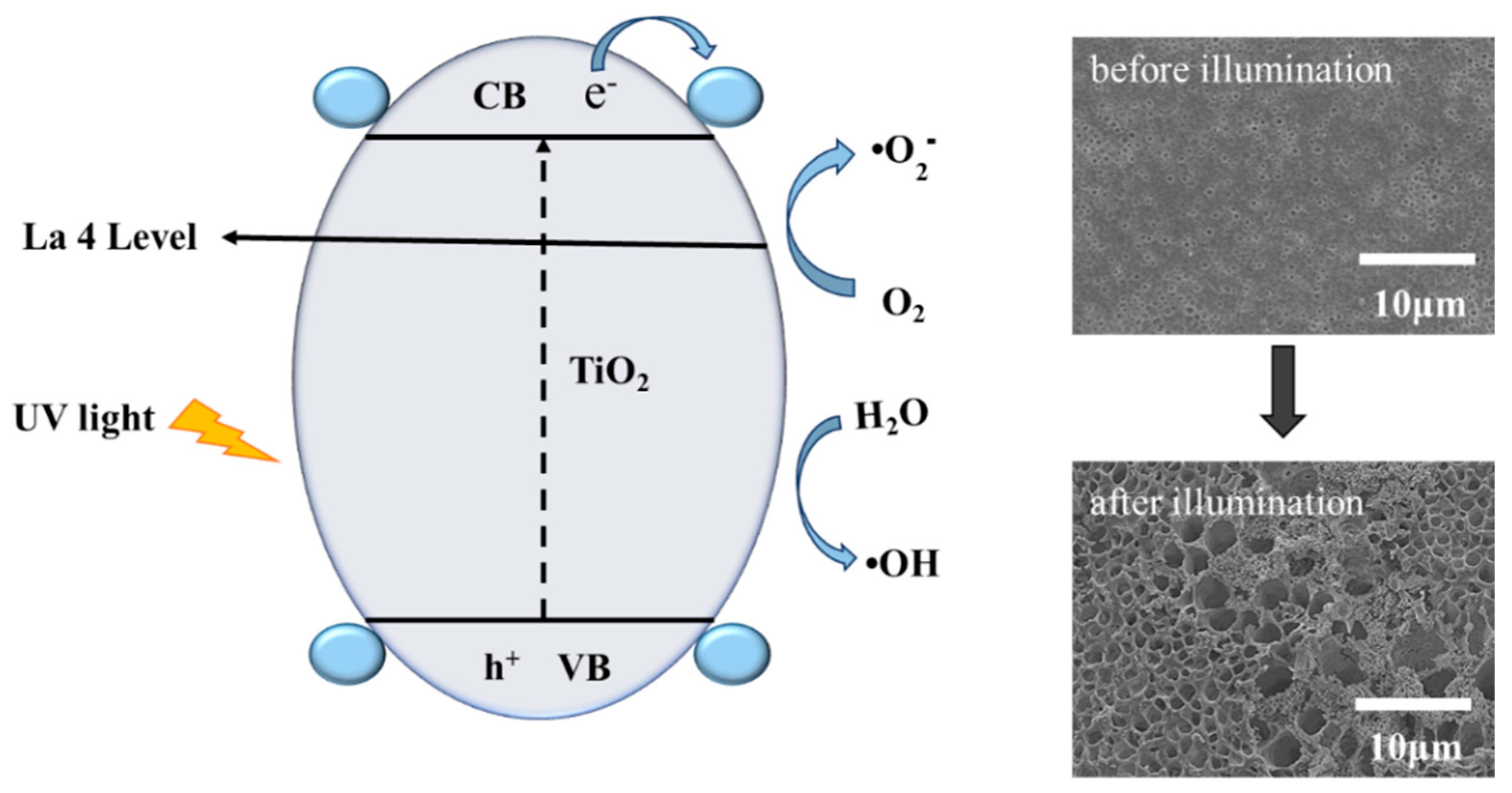 Coatings 13 00317 g010 Coatings 13 00317 g010