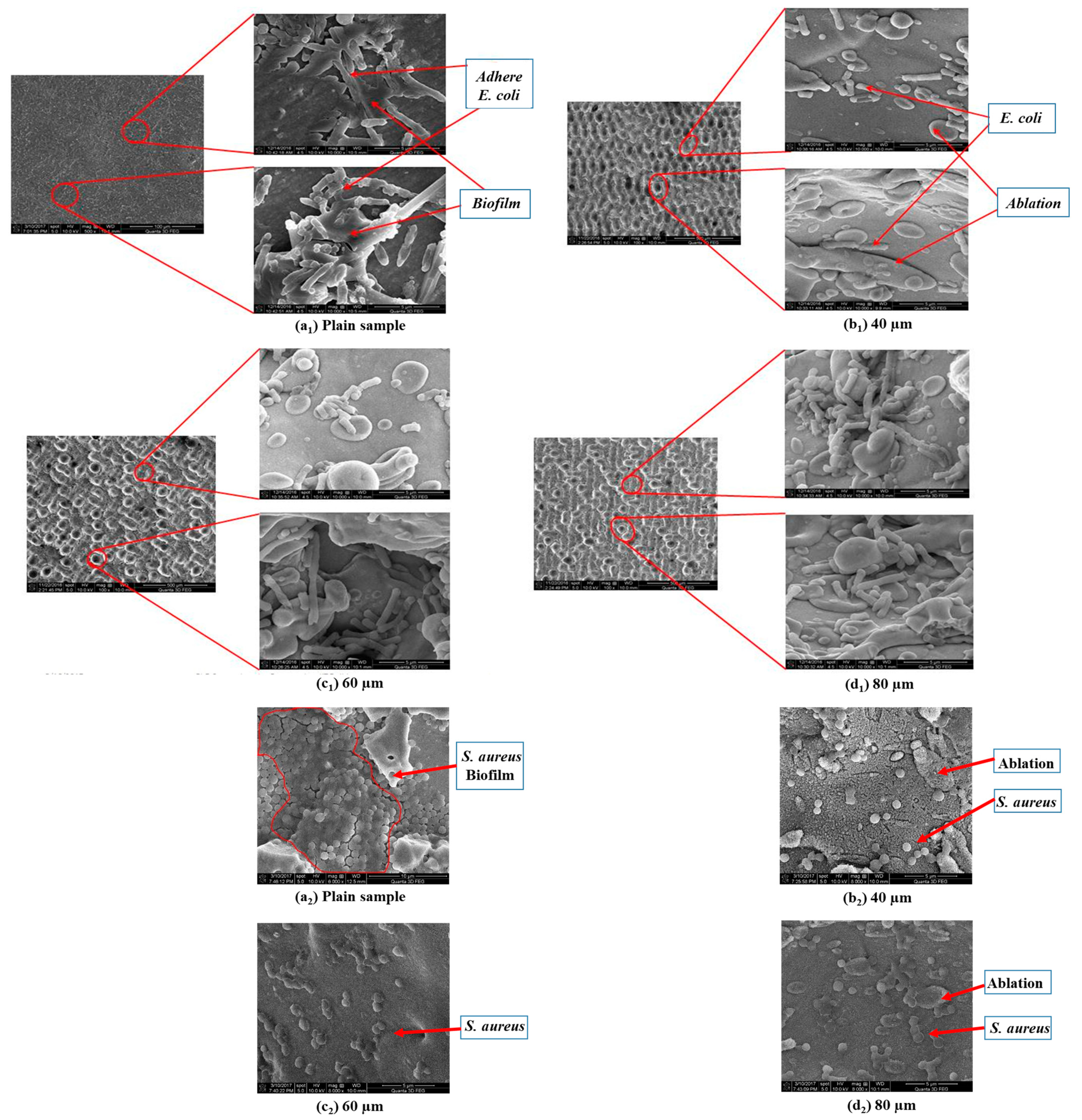 Coatings 13 00419 g006 Coatings 13 00419 g006