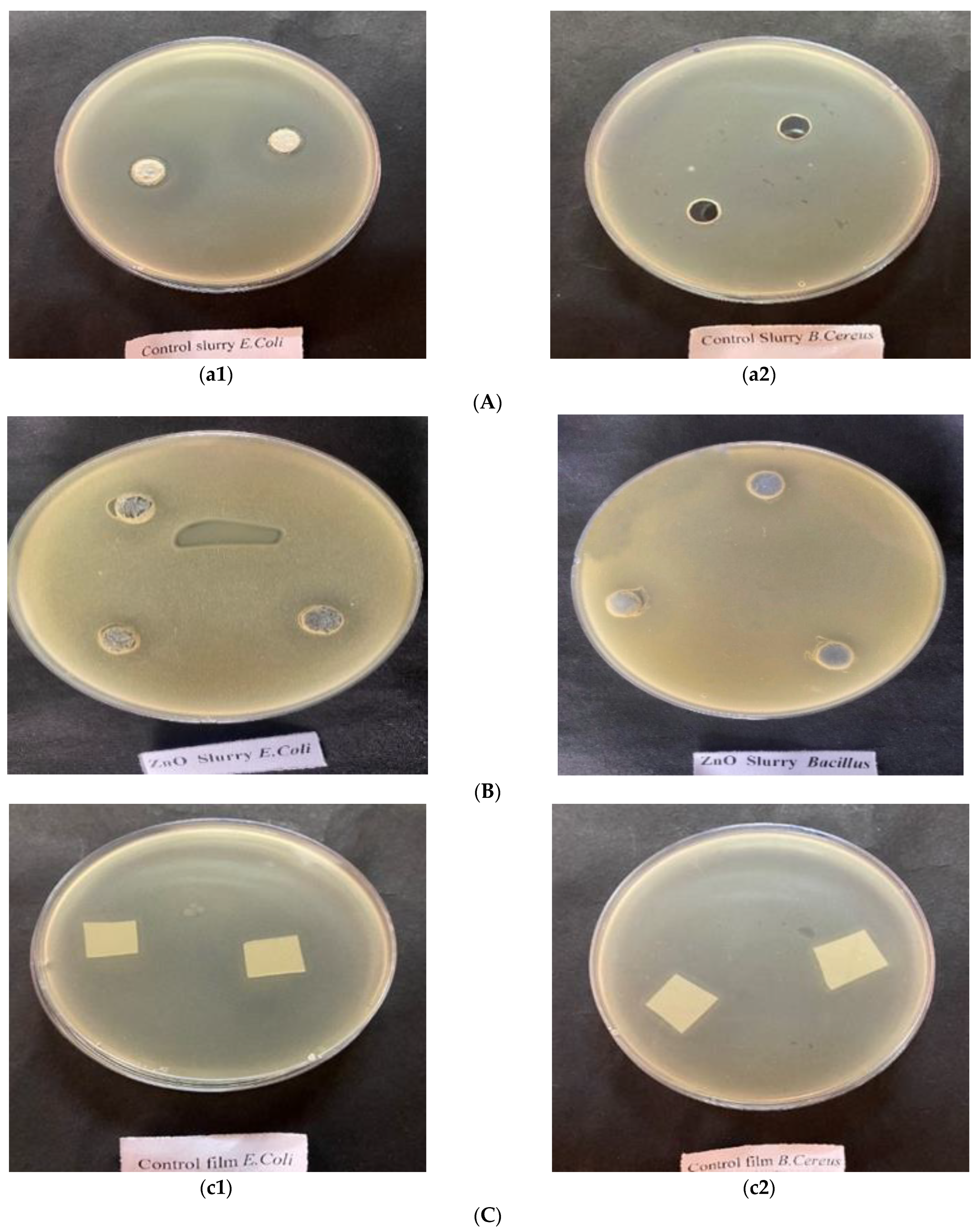 Coatings 13 00420 g007a