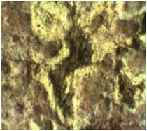 Coatings 13 00488 i026