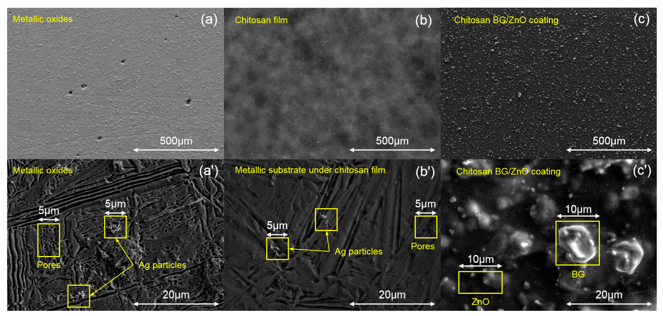 Coatings 13 00493 g004