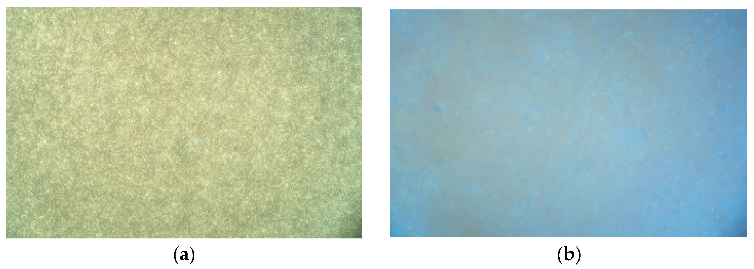 Coatings 13 00504 g006