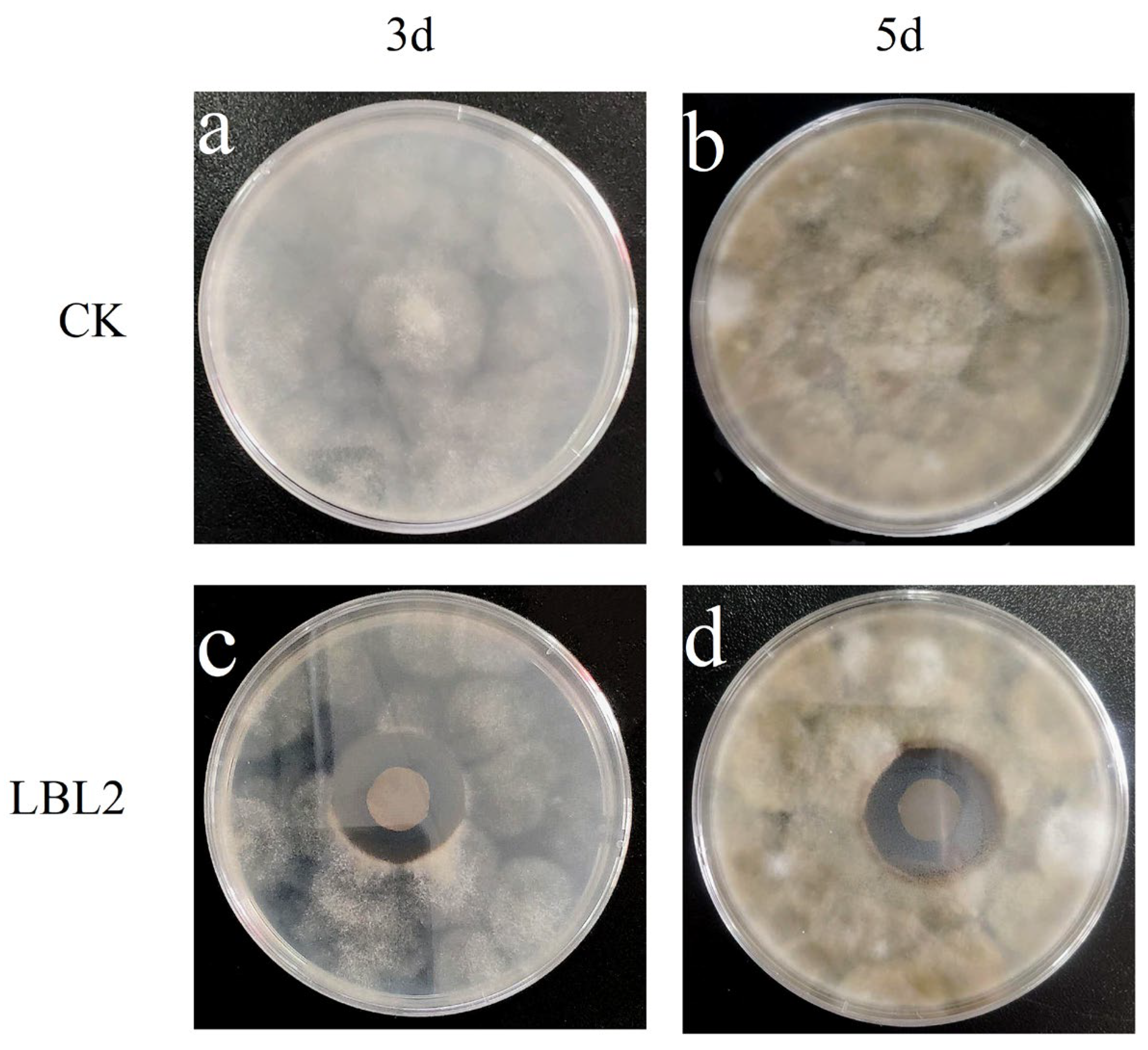 Coatings 13 00516 g012