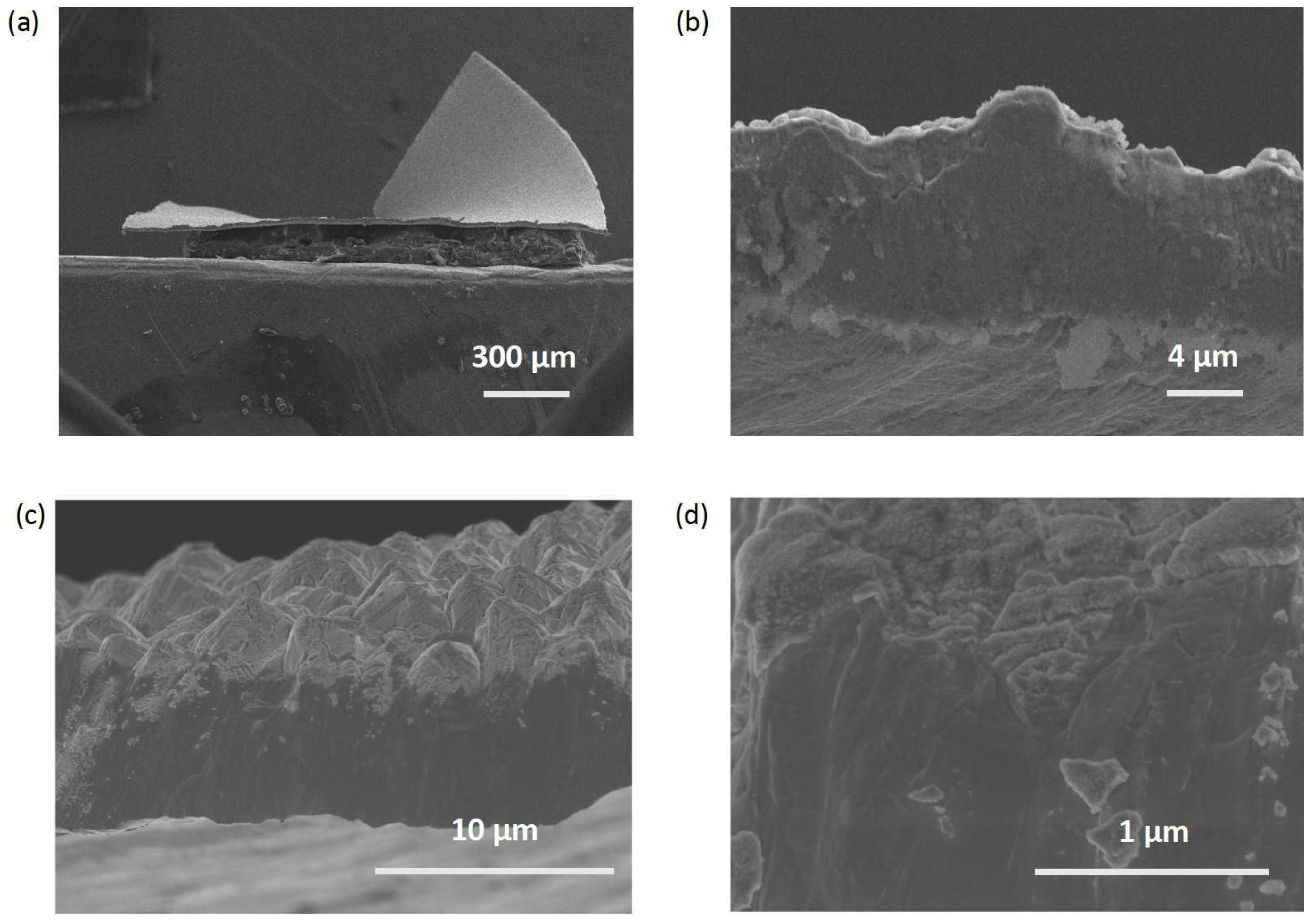 Coatings 13 00555 g006