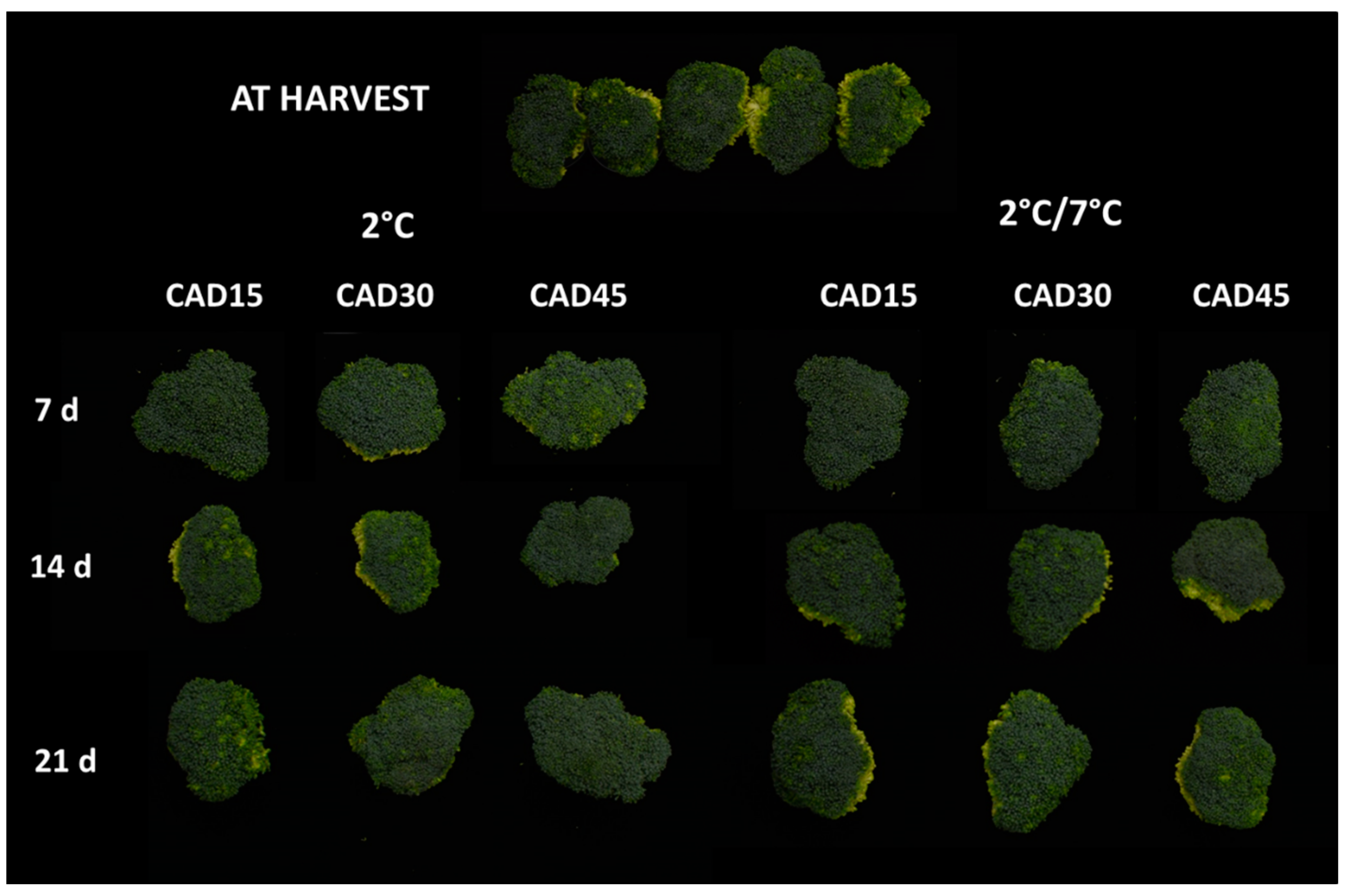 Coatings 13 00568 g003 Coatings 13 00568 g003
