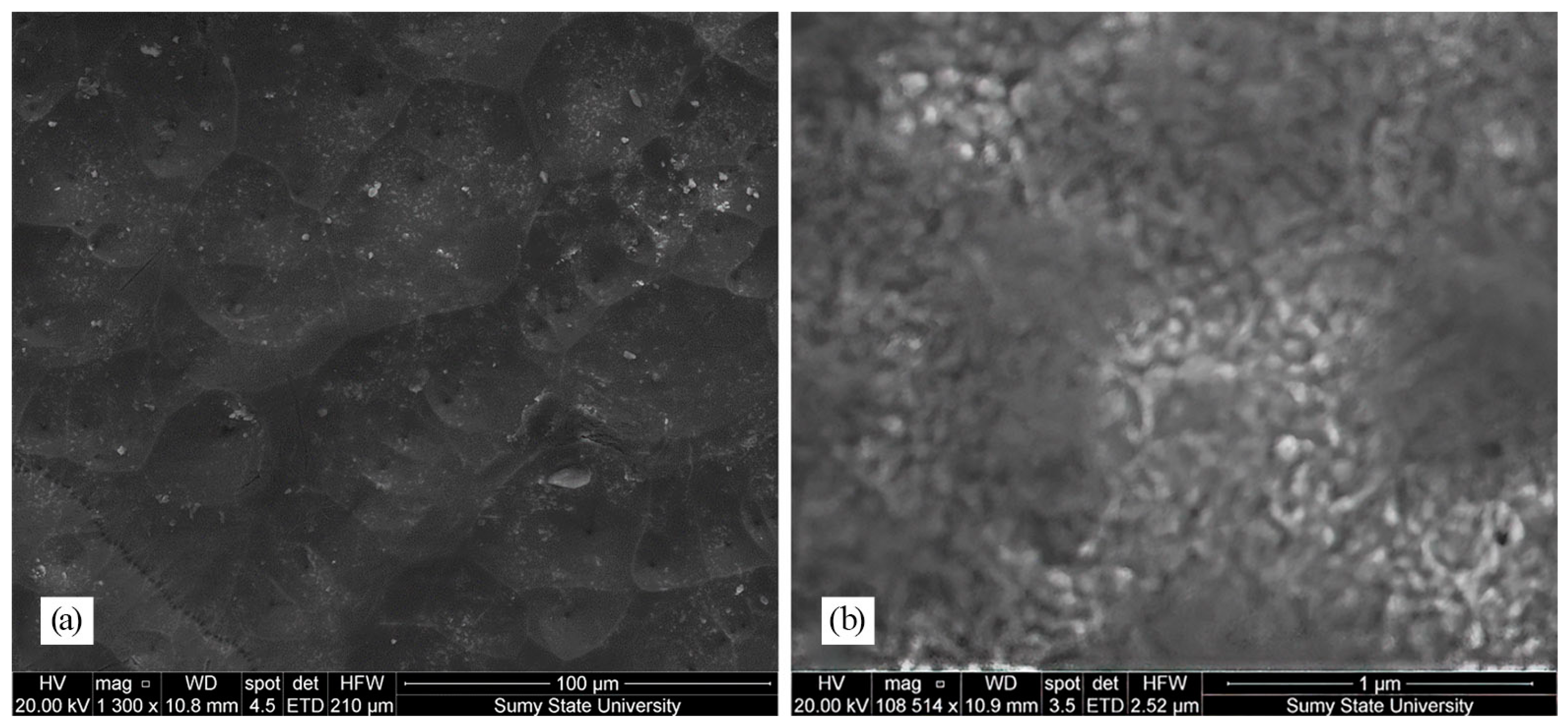 Coatings 13 00639 g003 Coatings 13 00639 g003