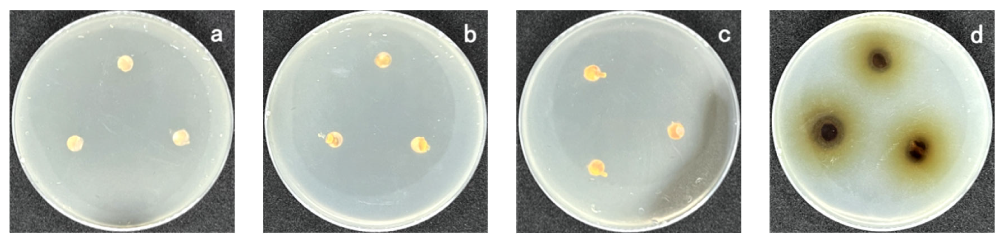 Coatings 13 00714 g001