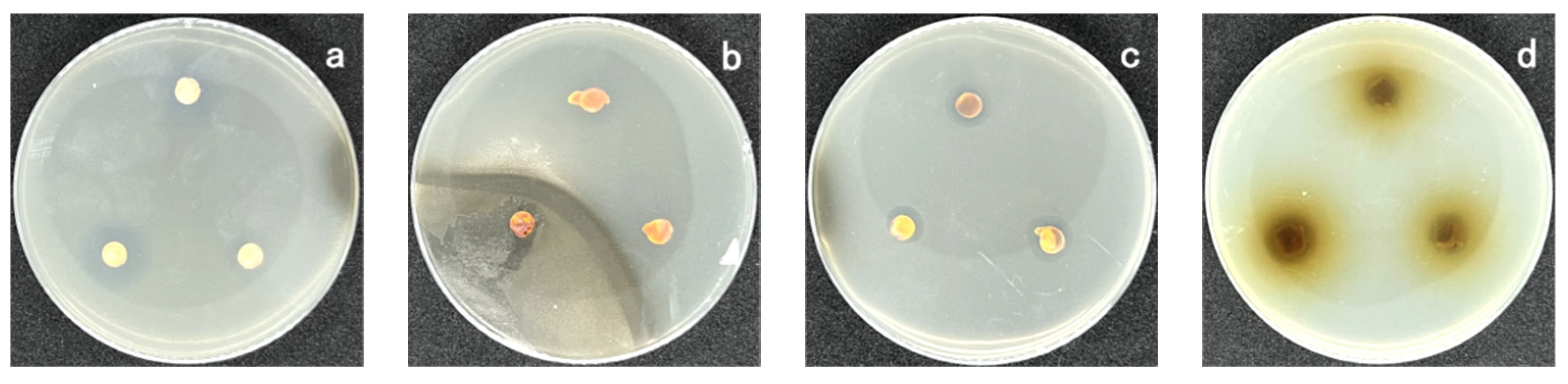 Coatings 13 00714 g002