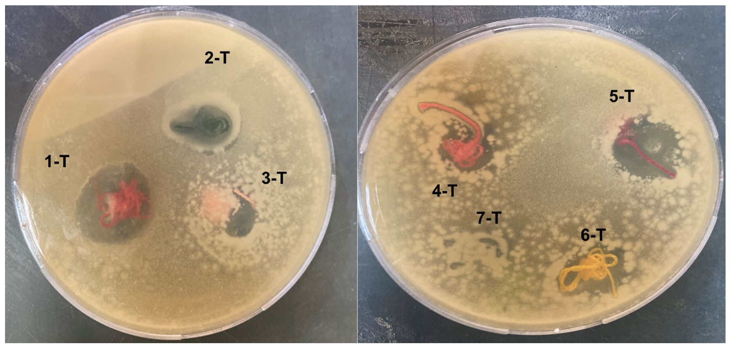Coatings 13 00747 g006
