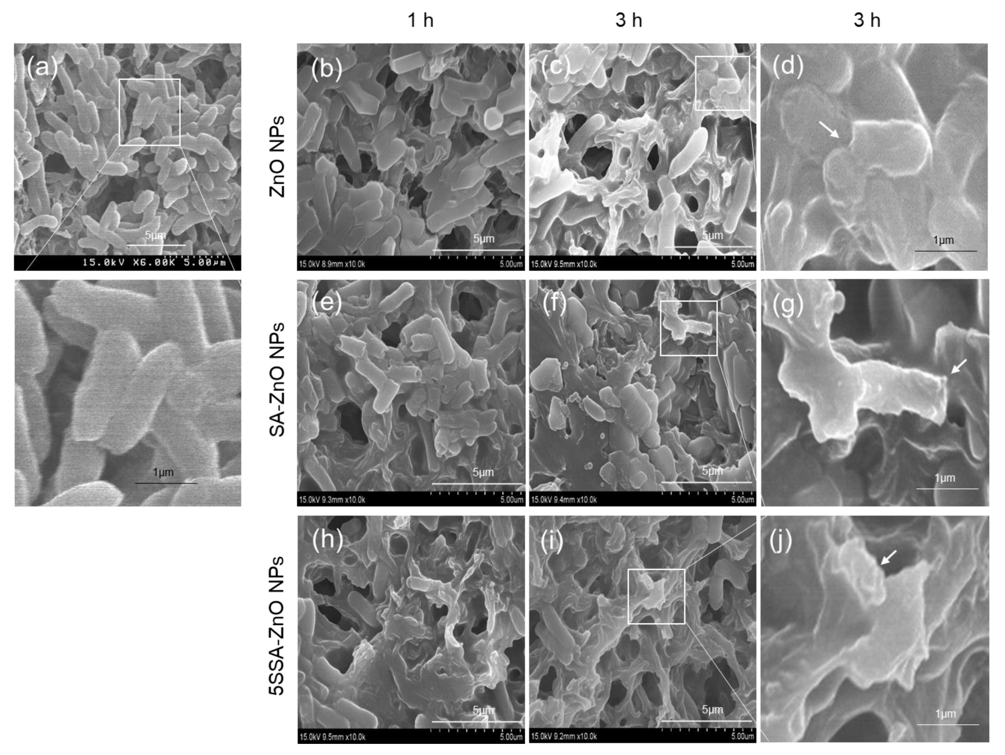 Coatings 13 00941 g006