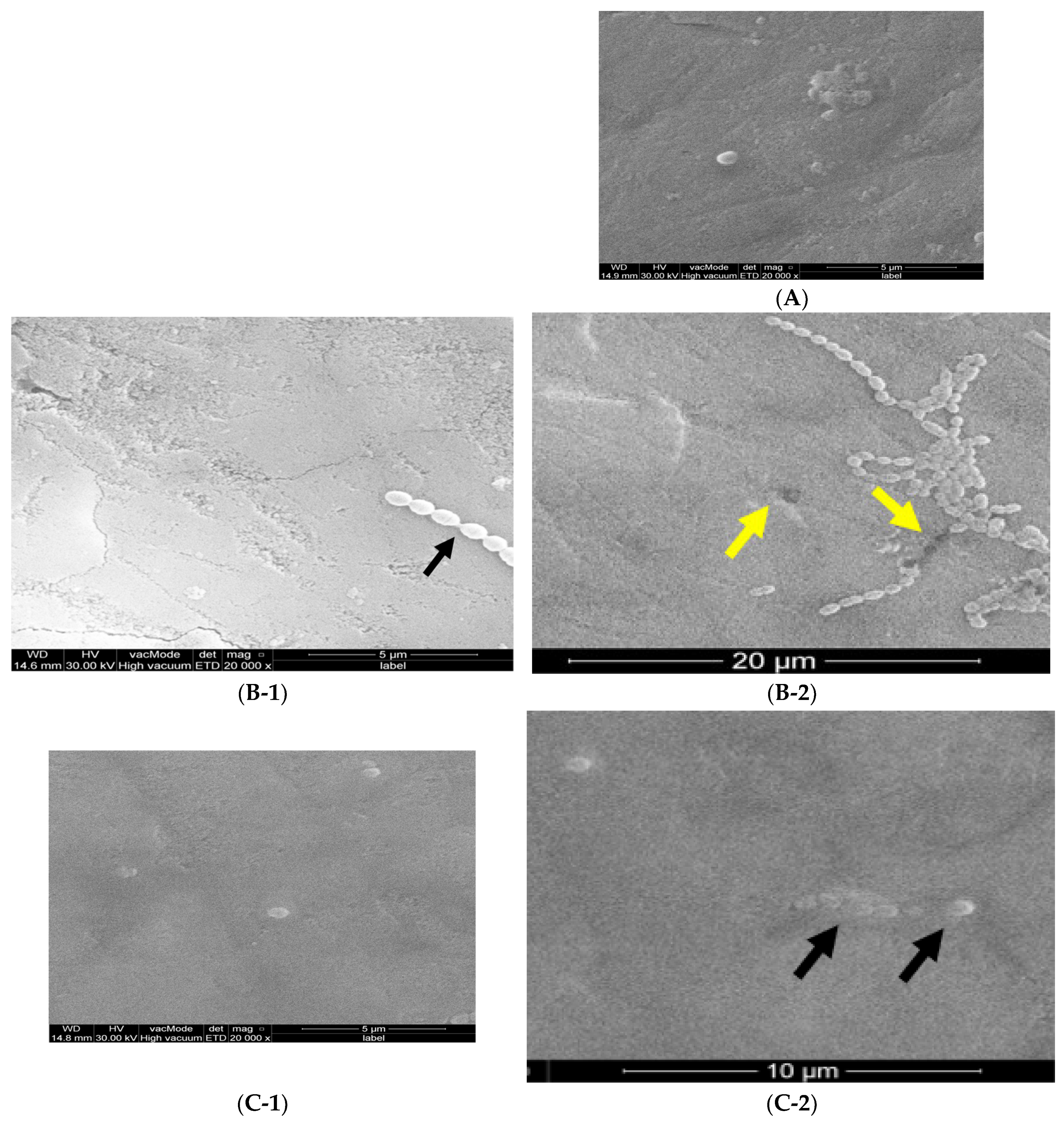 Coatings 13 01018 g003