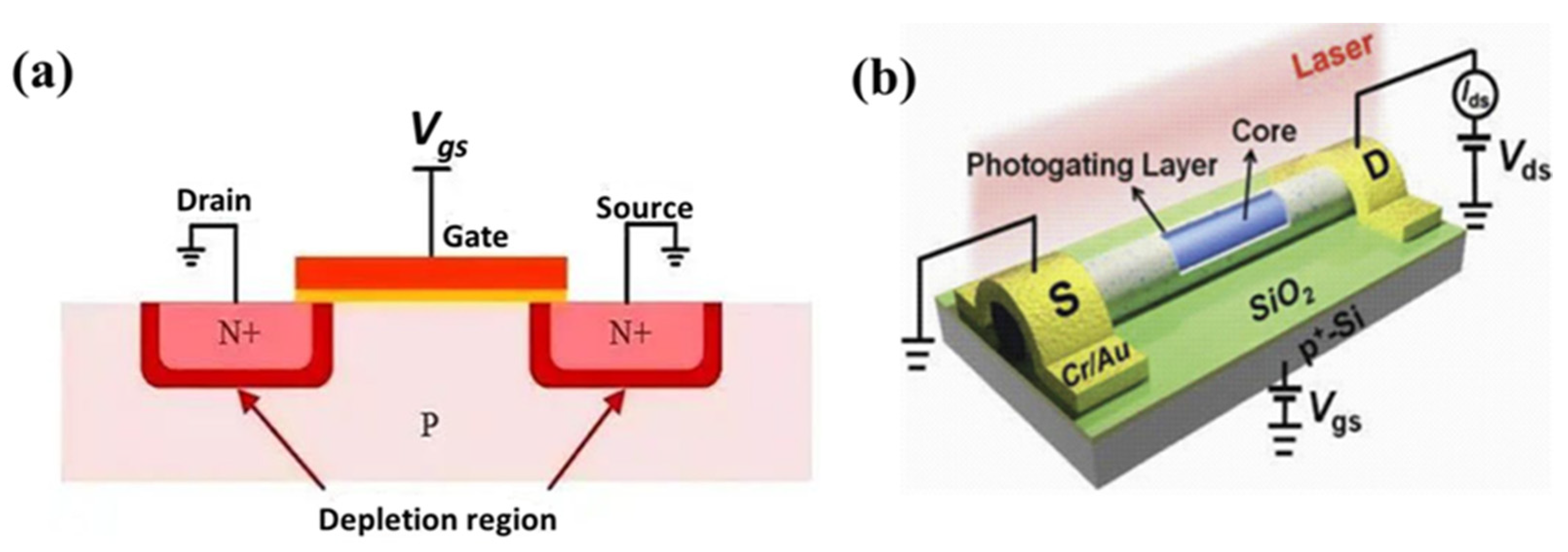 Multiplier Effects of Photodetectors—Source of Gain