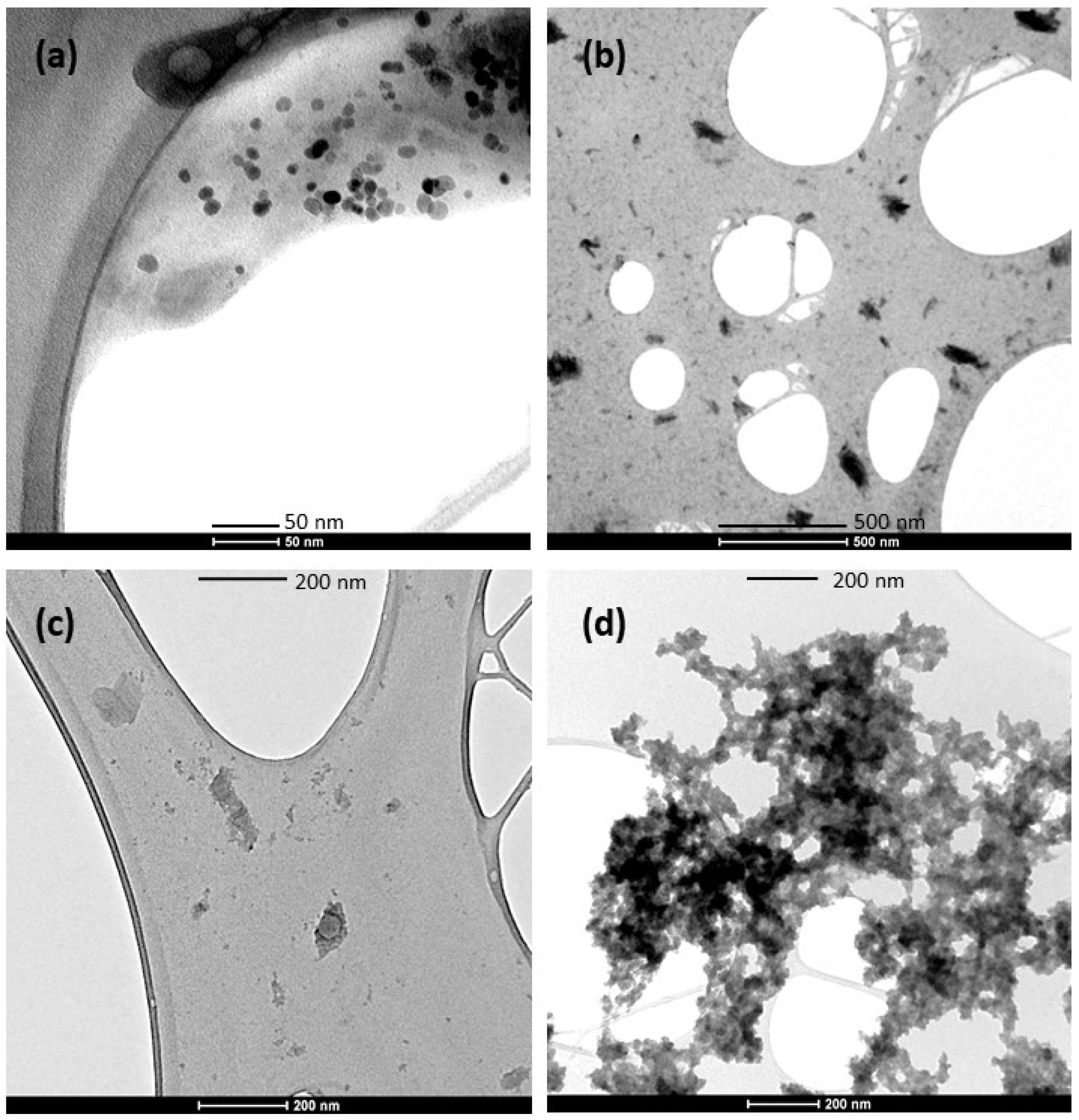 Coatings 13 01169 g001