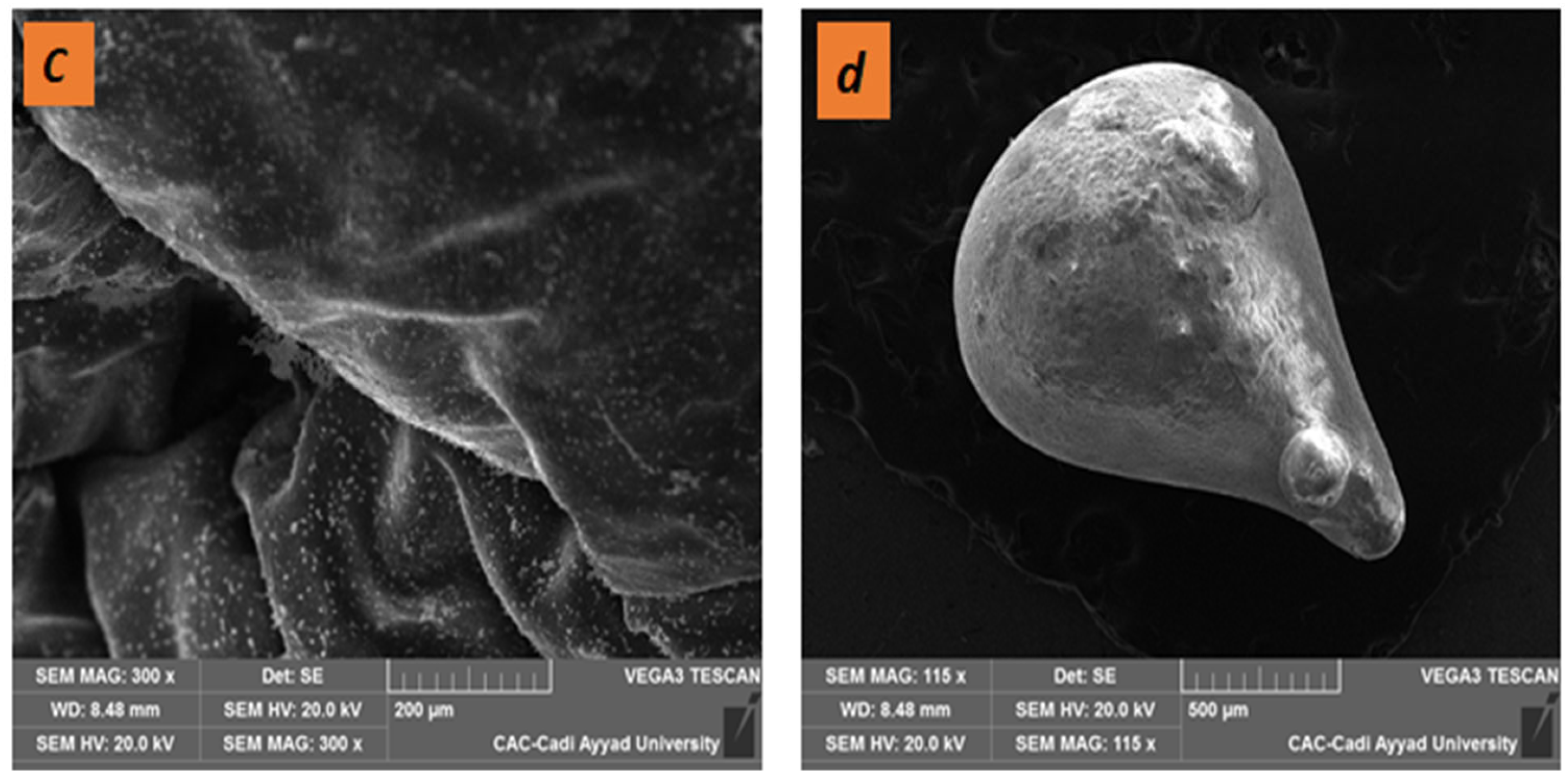 Coatings 13 01367 g002b