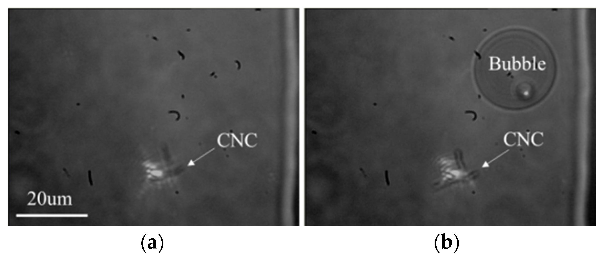Coatings 13 01392 g003