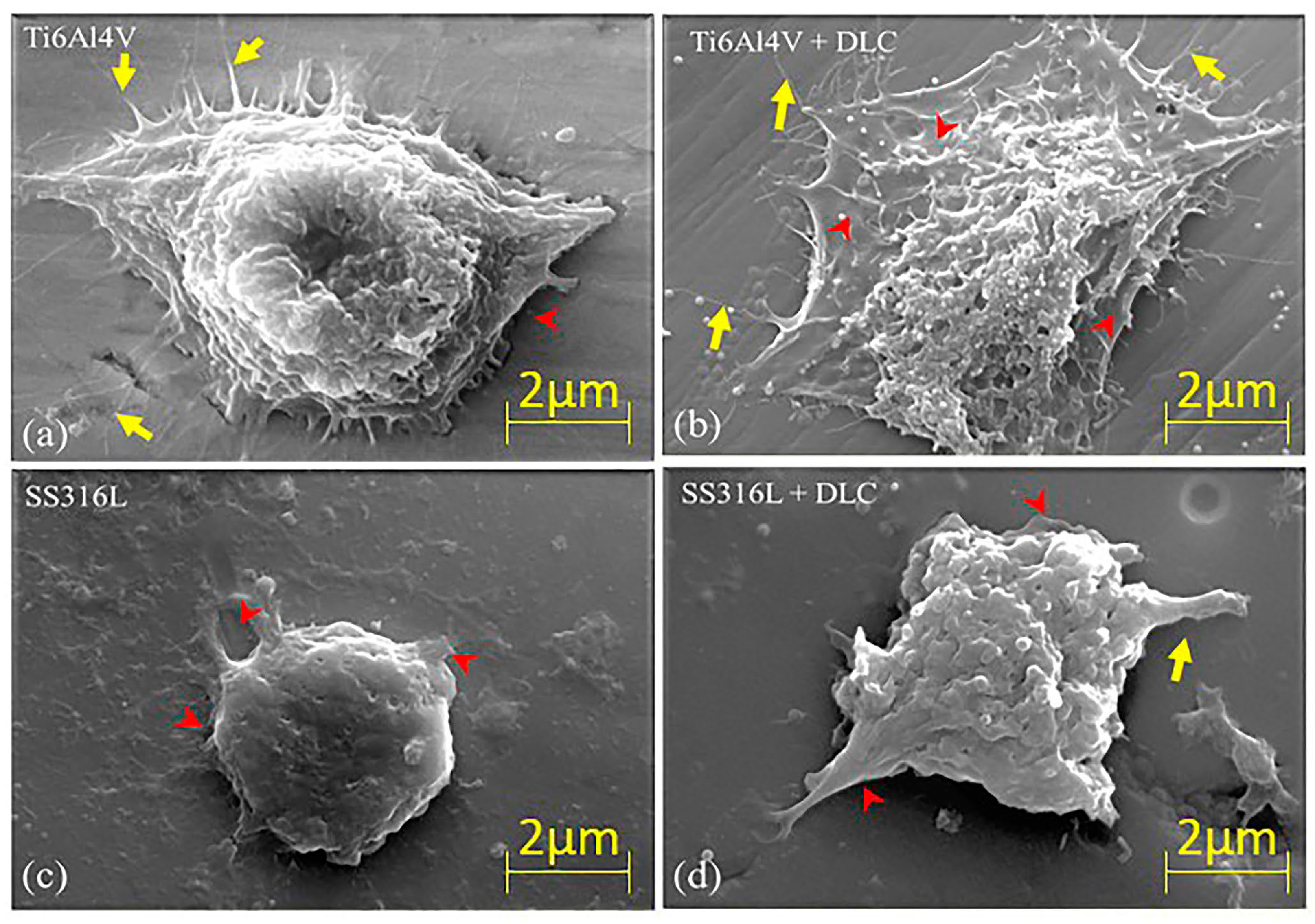 Coatings 13 01549 g013