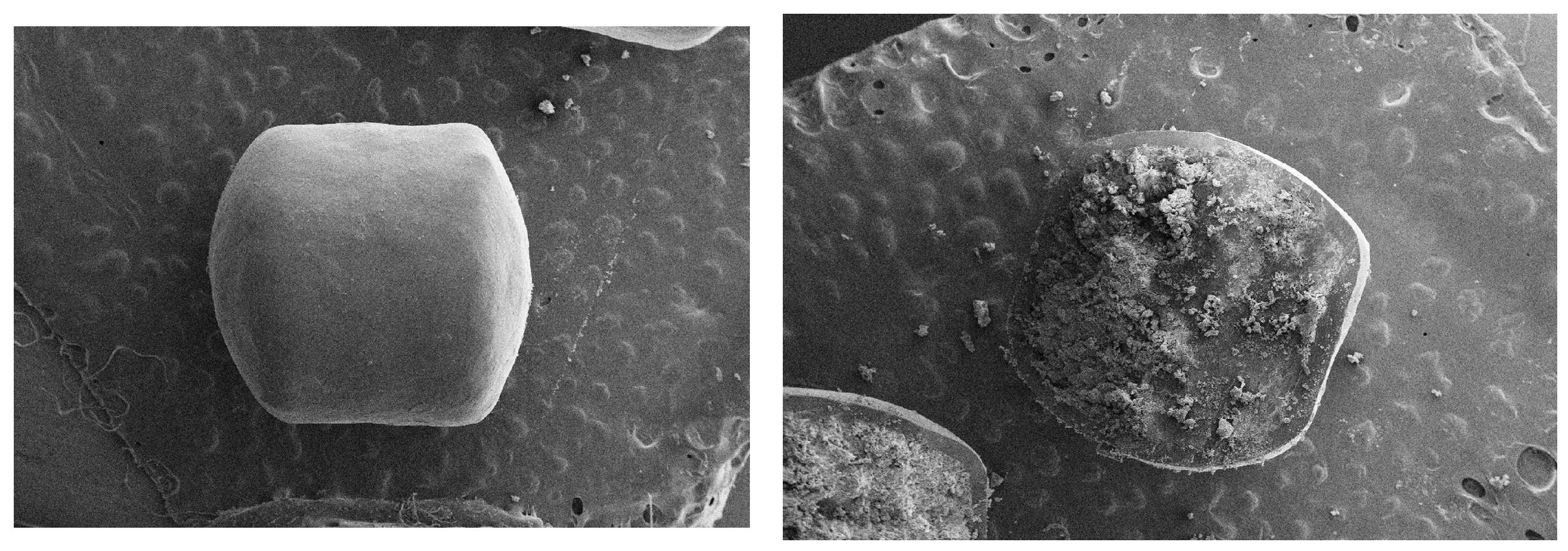 Coatings 13 01891 g004