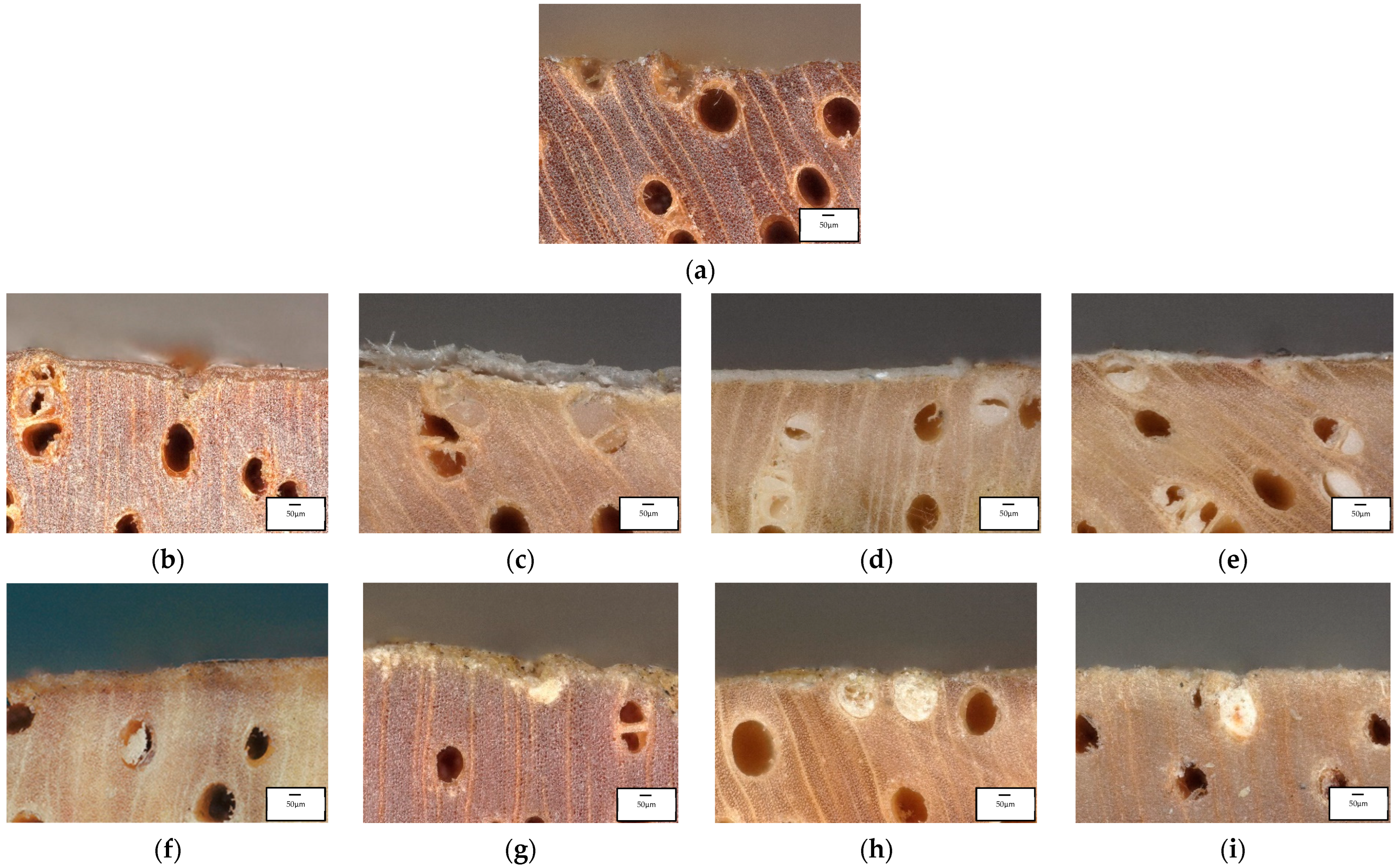 Coatings 13 01924 g012 Coatings 13 01924 g012