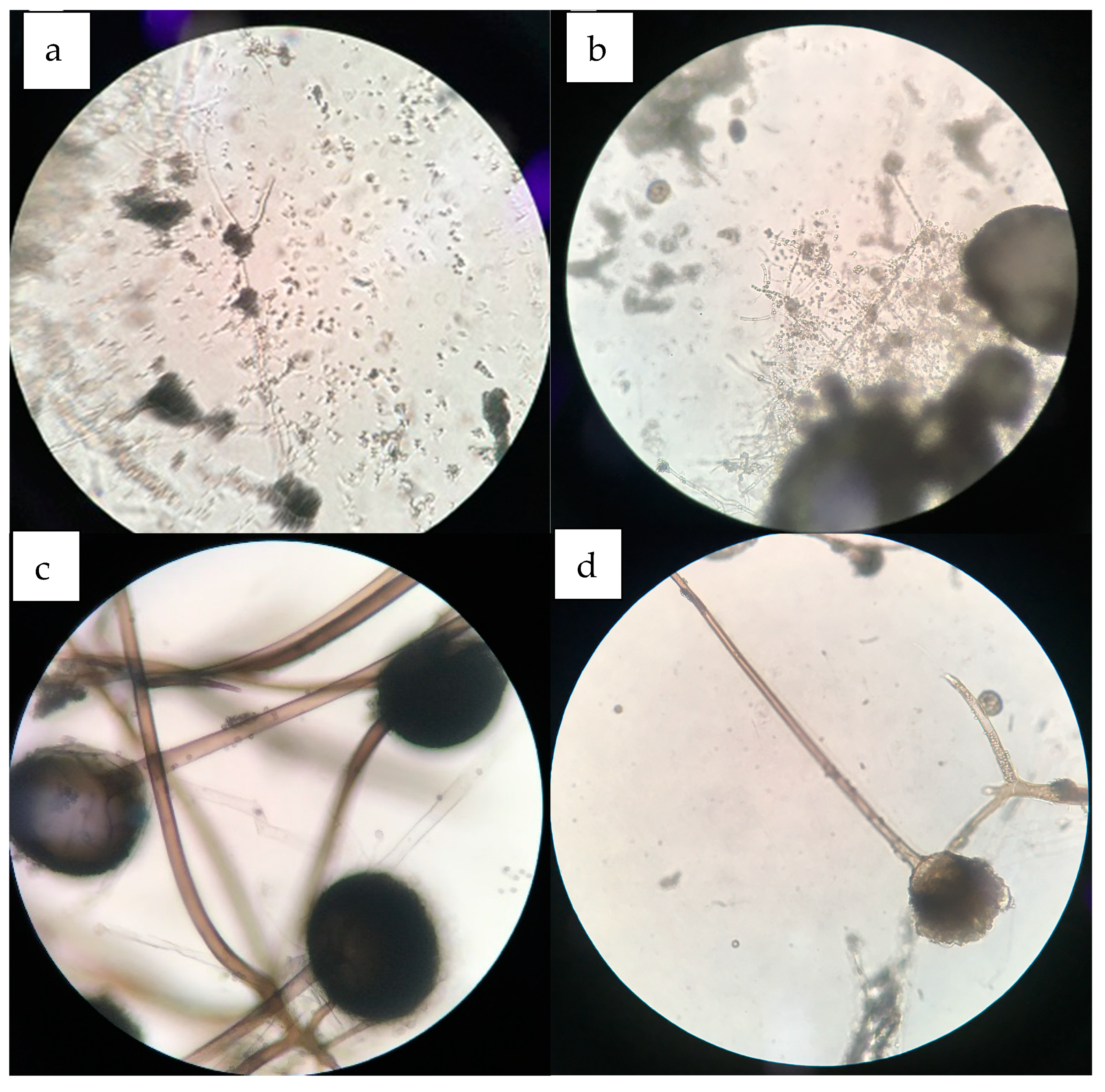 Coatings 13 01931 g004