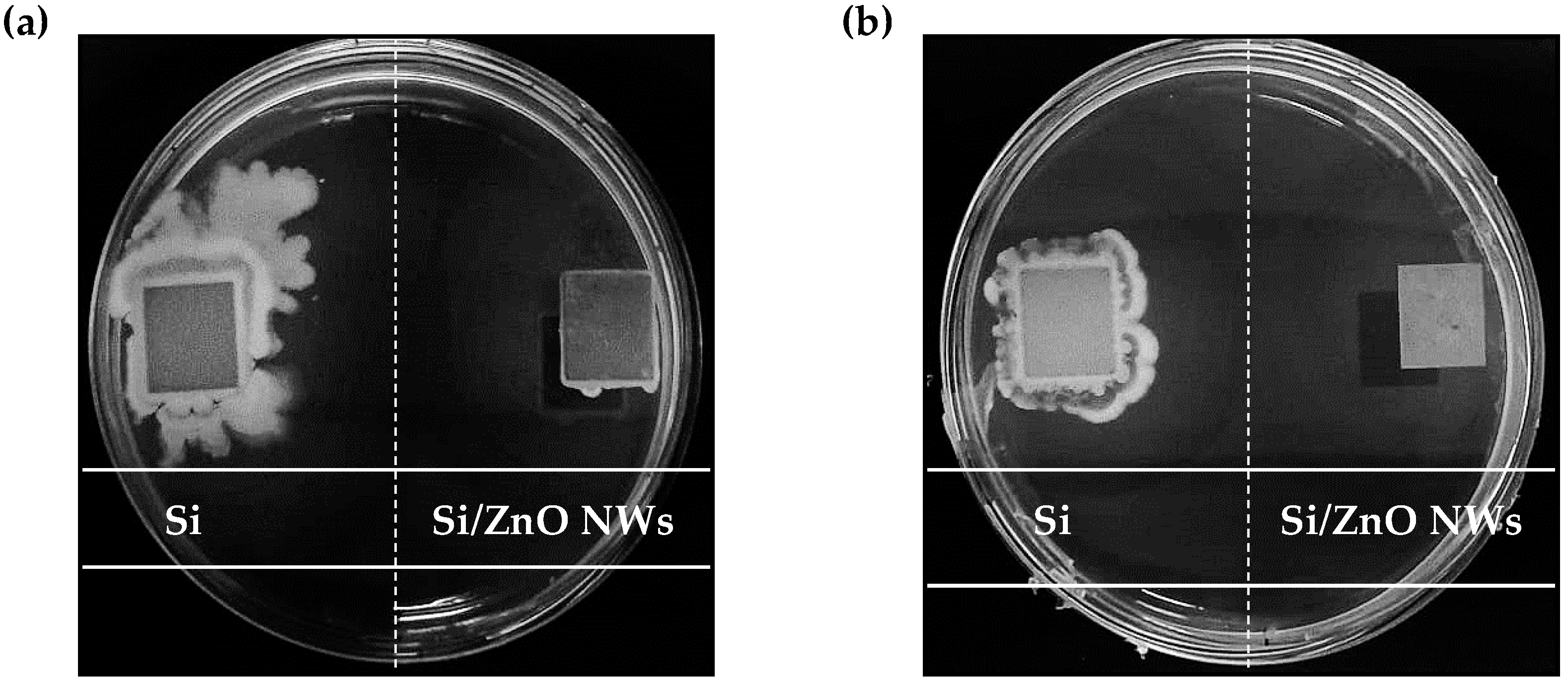 Coatings 14 00041 g007